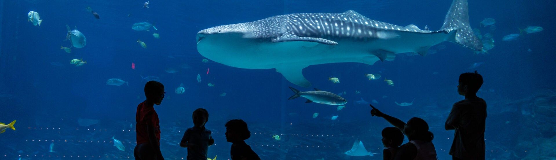 1920x553 Celebrating International Whale Shark Day with Fun Facts!