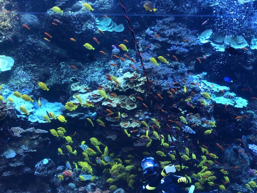 1024x768 Behind the Scenes at Georgia Aquarium