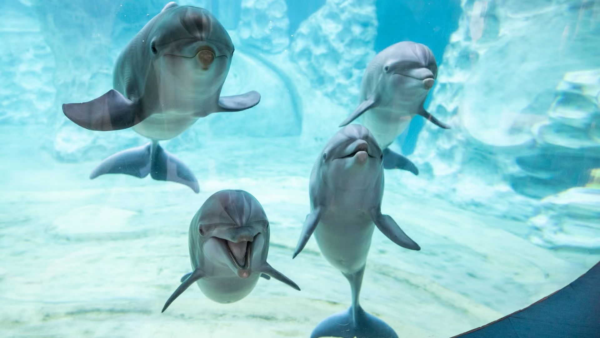 1920x1080 Anytime Admission to the Georgia Aquarium