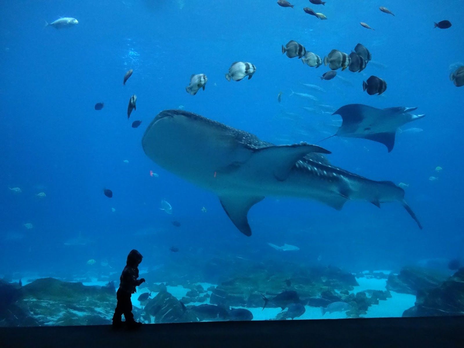 1600x1200 Femme au foyer: The Georgia Aquarium