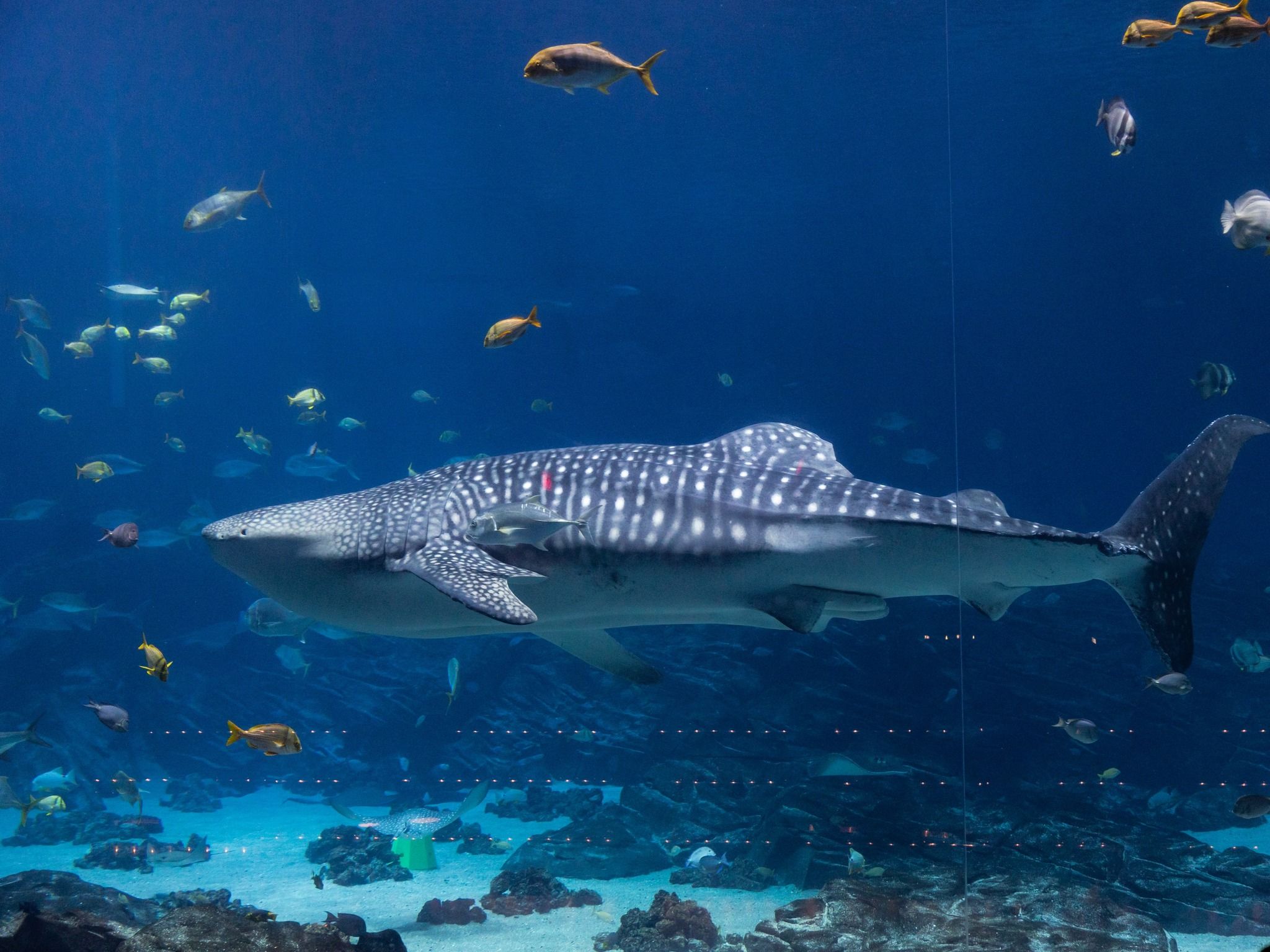 2048x1536 His overall condition was deteriorating': Georgia Aquarium announces death of male whale shark