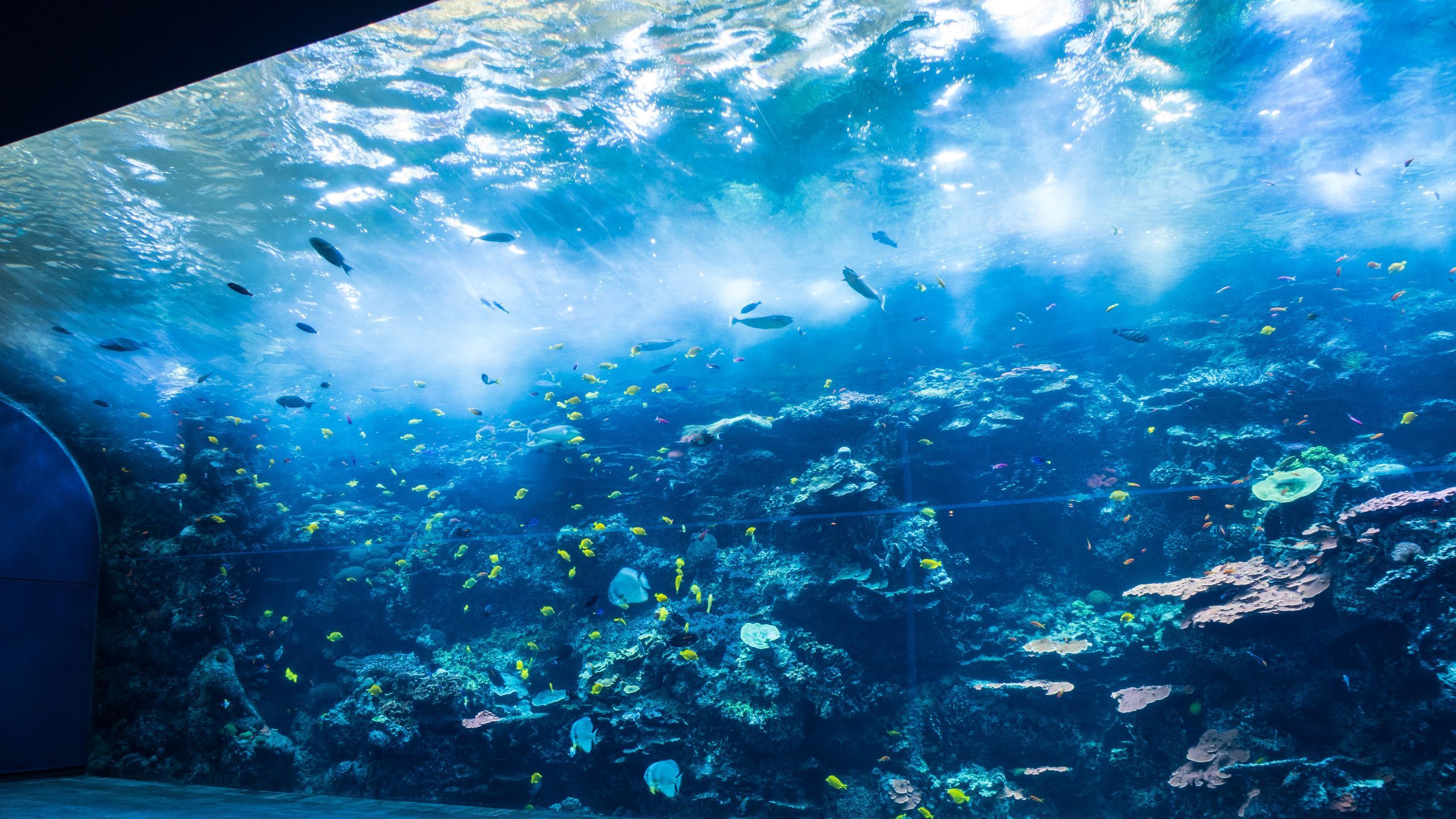 2560x1440 Georgia Aquarium, Atlanta, Georgia, USA