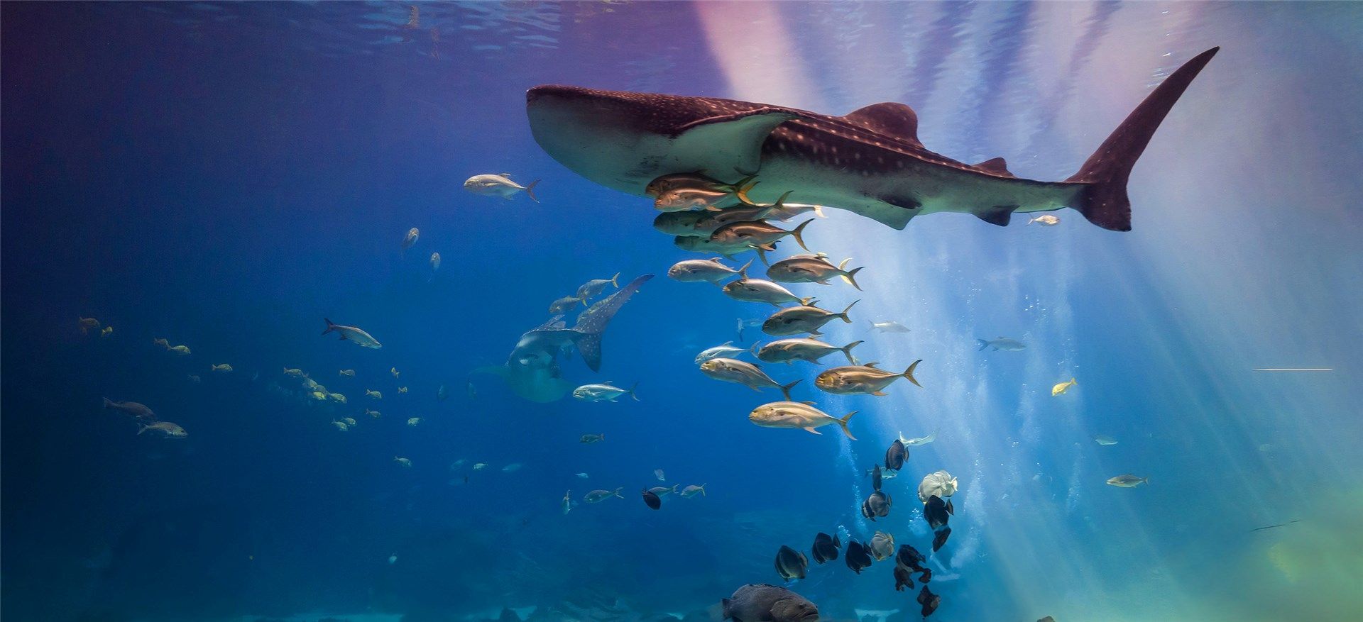 1920x877 Georgia Aquarium and Dolphin CoastTheater