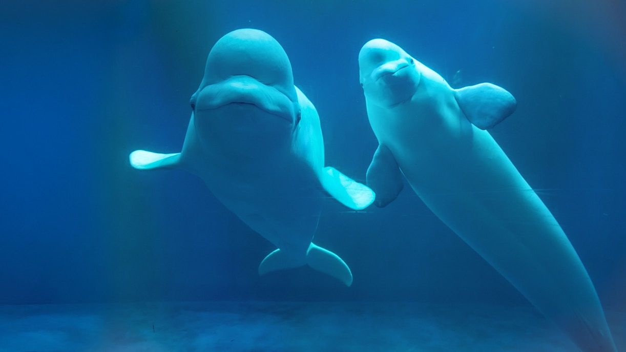 1222x687 Georgia Aquarium. All You Need to Know & Highlights