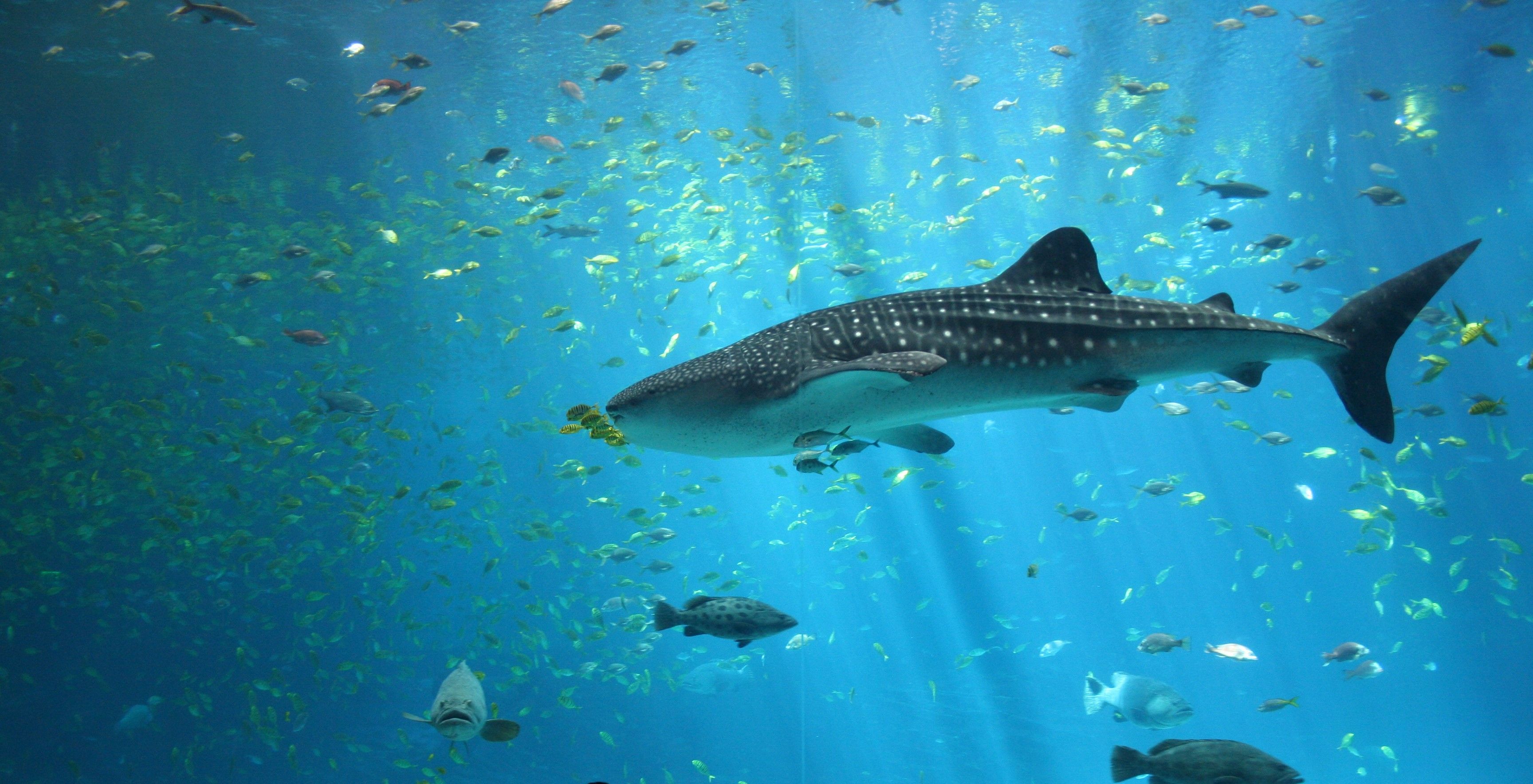 3456x1768 A visit to Georgia Aquarium
