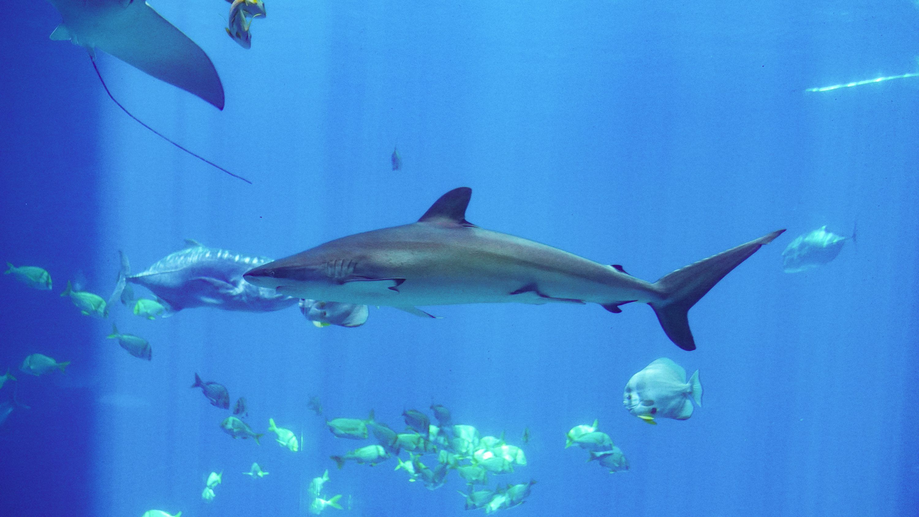 3000x1688 A large shark swimming in an aquarium filled with fish photo