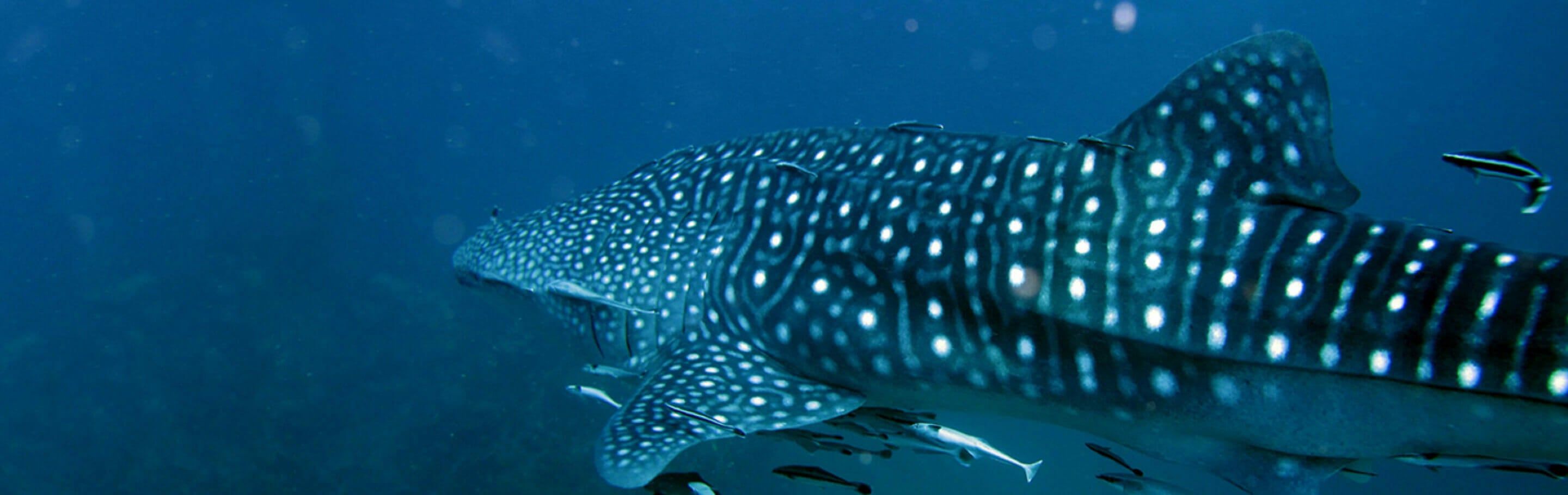 2880x910 Georgia Aquarium FAQs