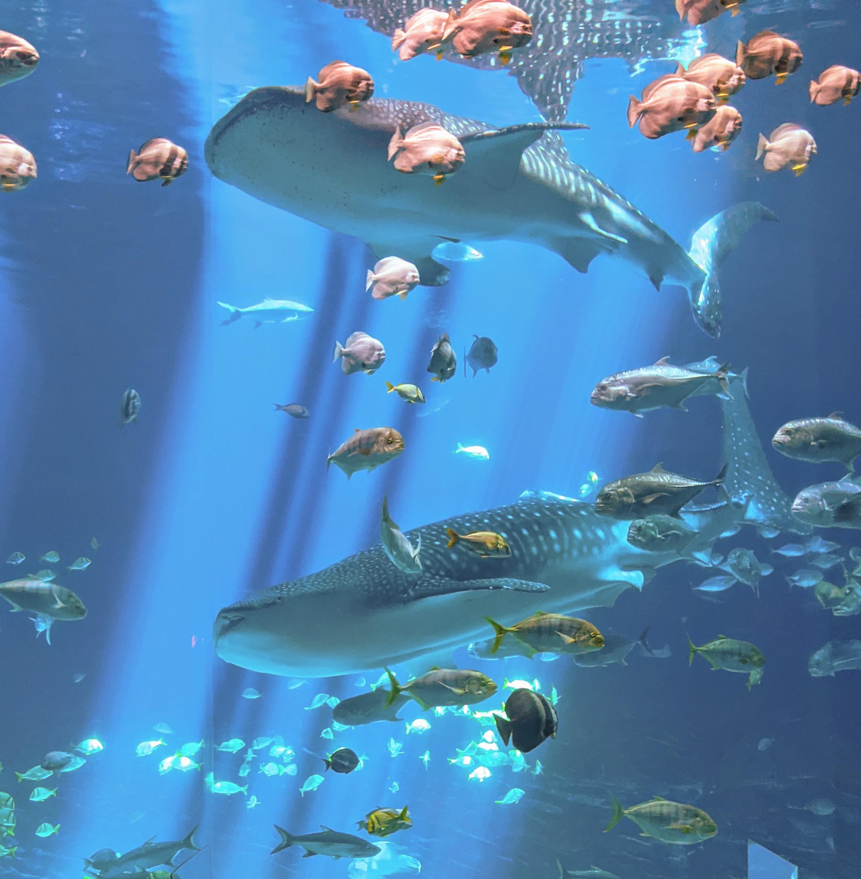 3018x3080 Whale sharks of the Georgia Aquarium (taken today)