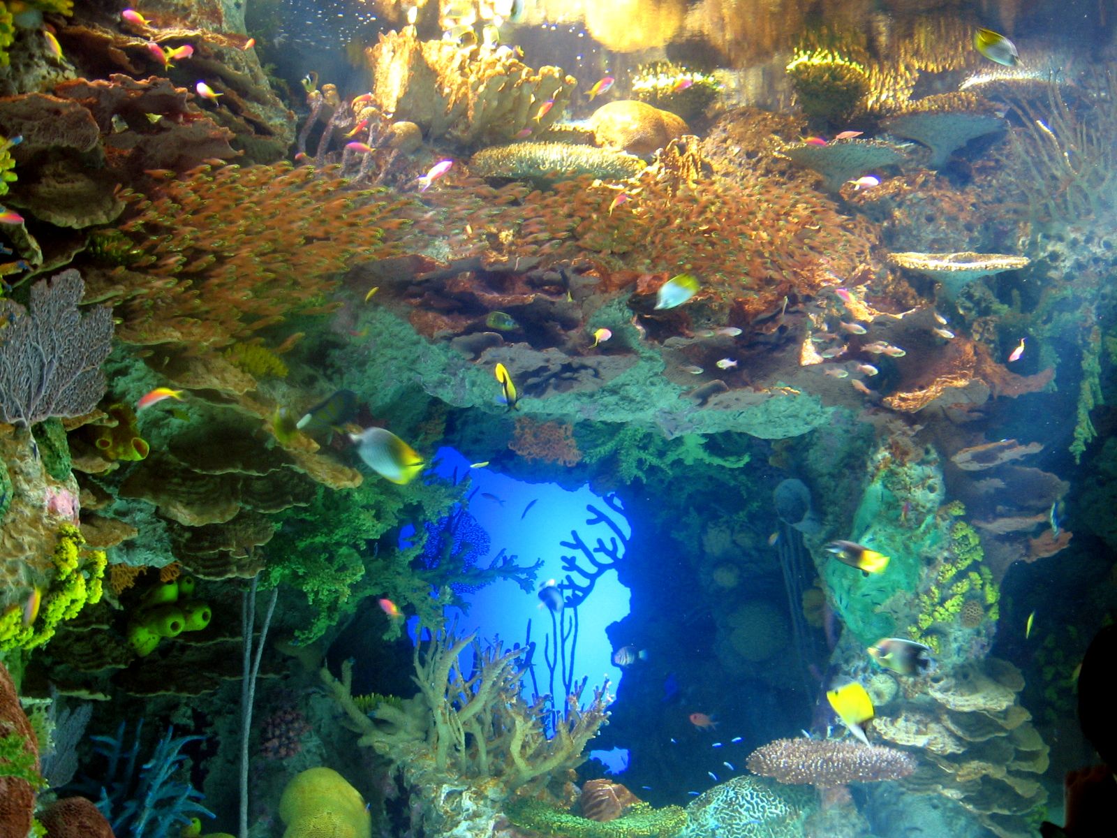 1600x1200 georgia aquarium