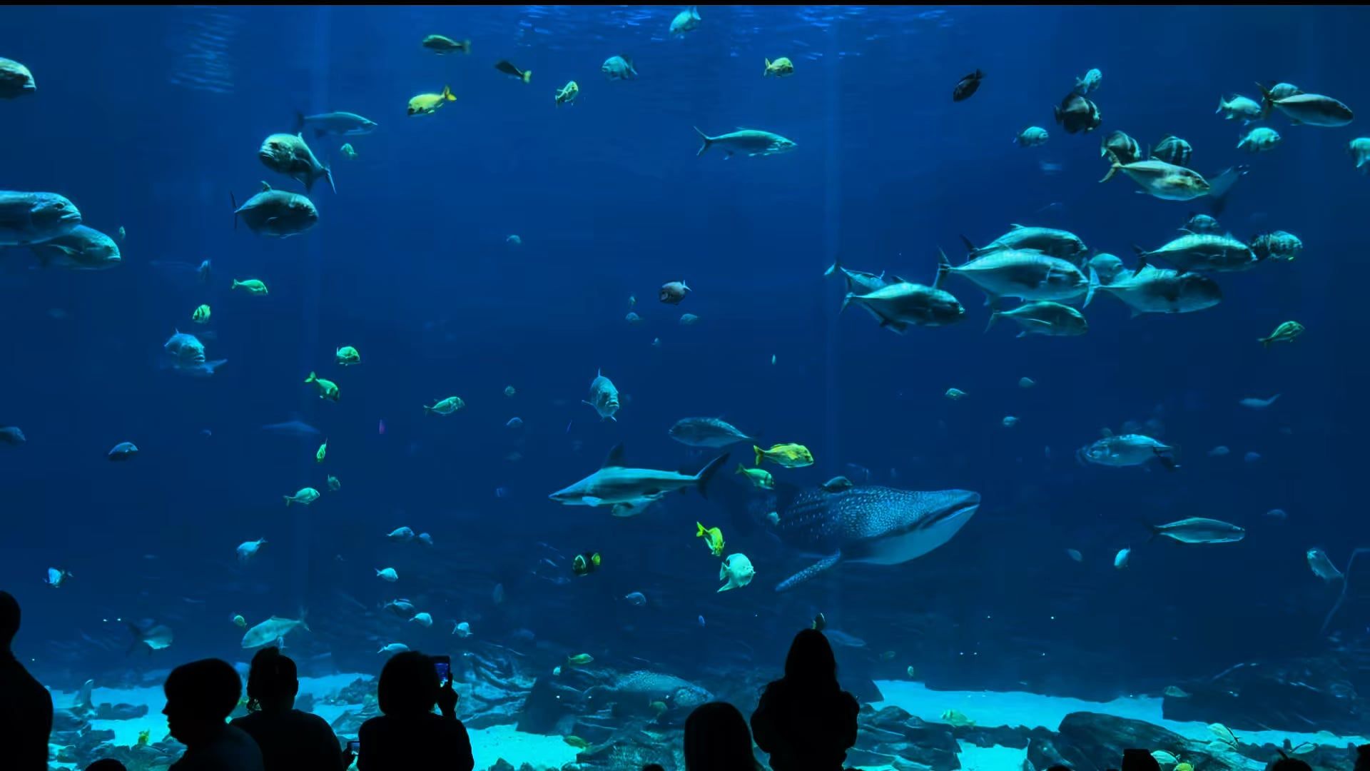 1920x1080 Georgia Aquarium