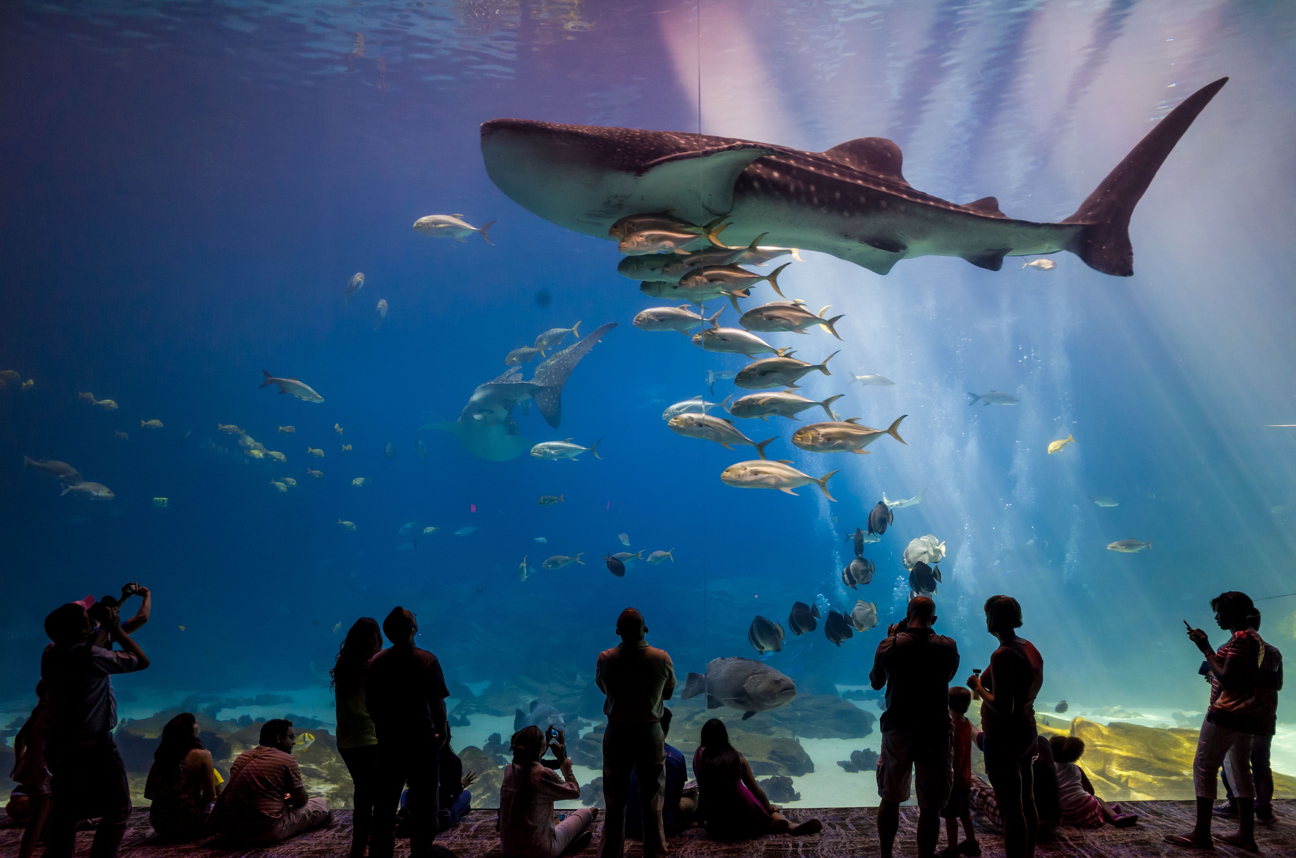 4928x3264 Georgia Aquarium Animals. All You Need to Know