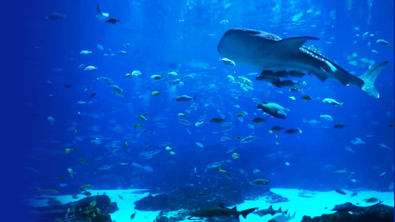 1280x720 Swim With Sharks At The Georgia Aquarium