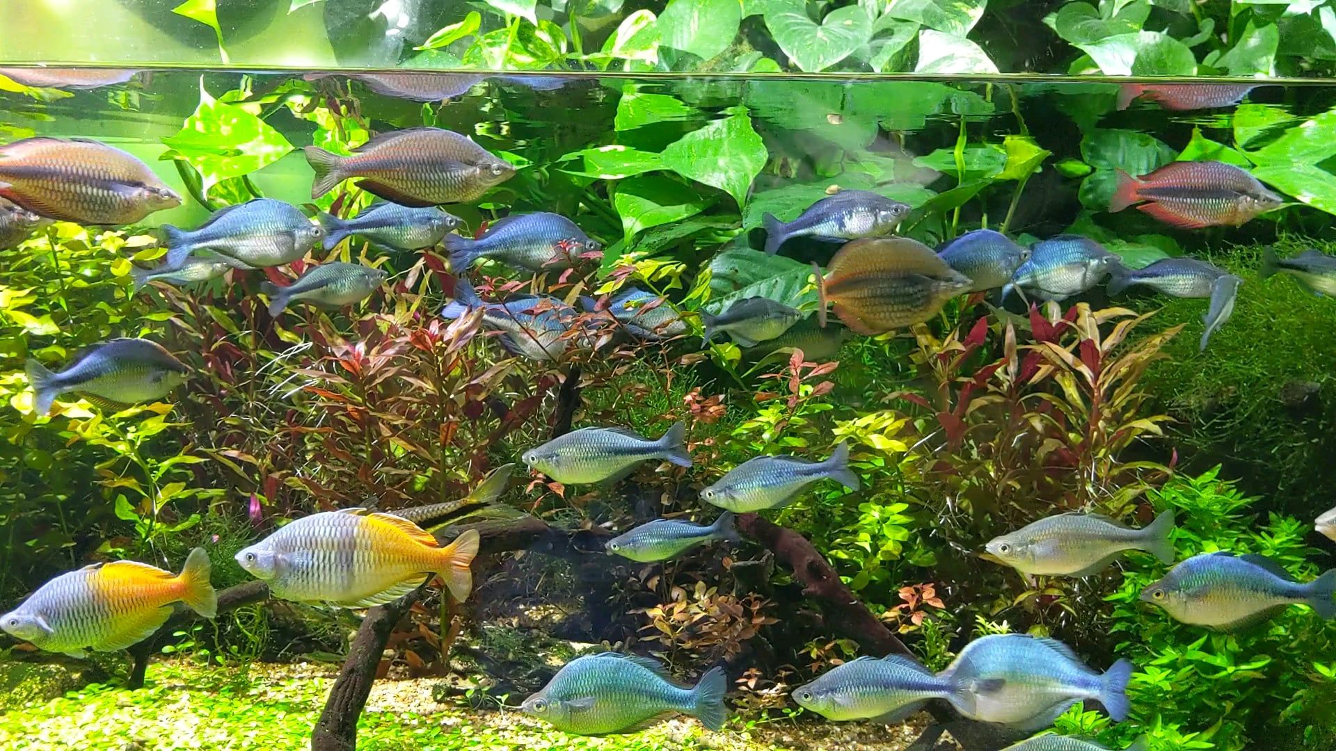 1920x1080 The freshwater exhibit at the Georgia Aquarium has some great aquascapes. I can only dream my plants will look this good some day
