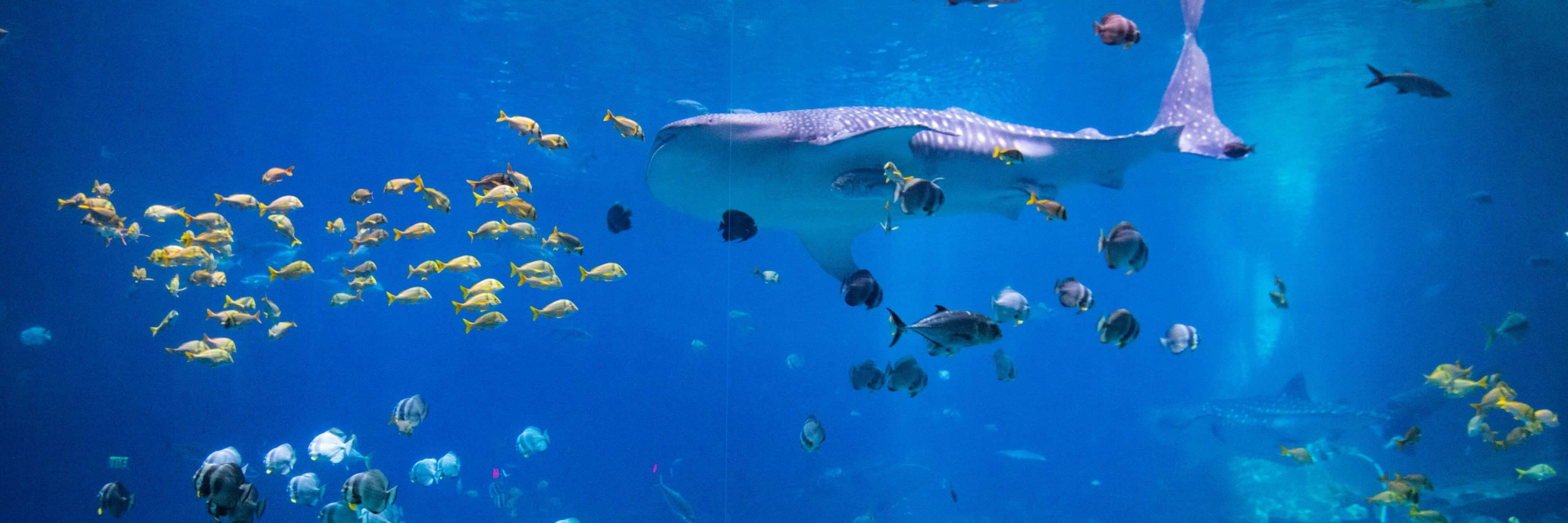4000x1333 Georgia Aquarium VIP Package at Atlanta Airport Marriott Gateway in Atlanta, Georgia. Marriott Hotels & Resorts