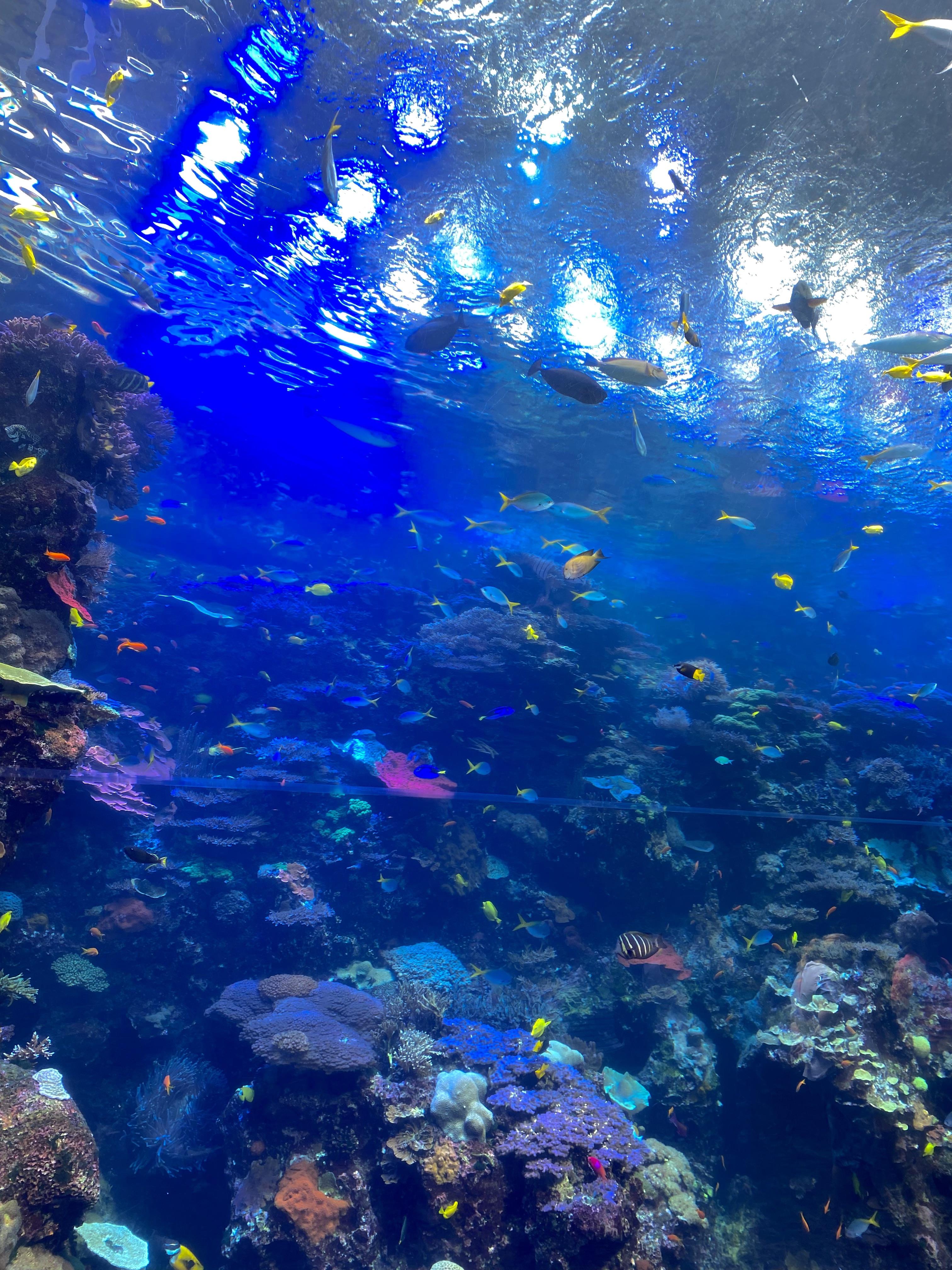 3024x4032 My first visit to the Georgia Aquarium was incredible!