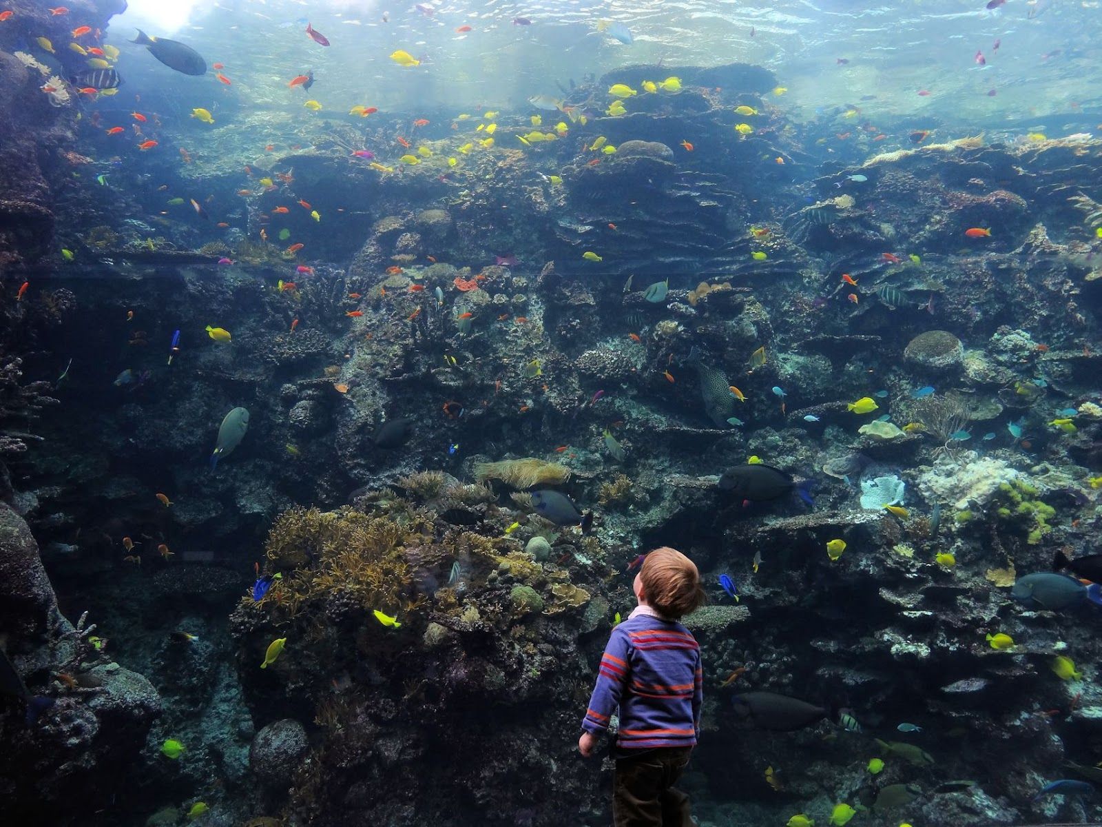 1600x1200 Femme au foyer: The Georgia Aquarium