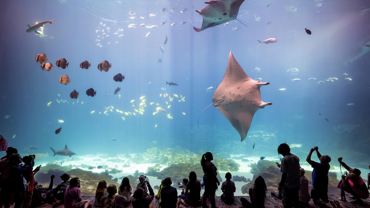 1200x675 Georgia Aquarium gets some love from TripAdvisor