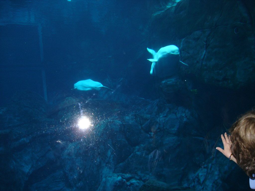 1024x768 Georgia Aquarium. As belugas. Inácio Carpes