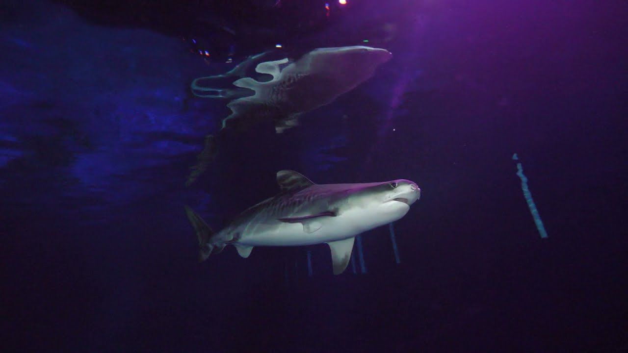 1280x720 Tiger Shark