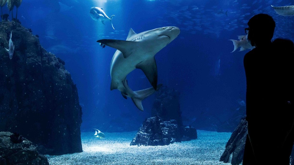 1222x687 Georgia Aquarium Animals. All You Need to Know