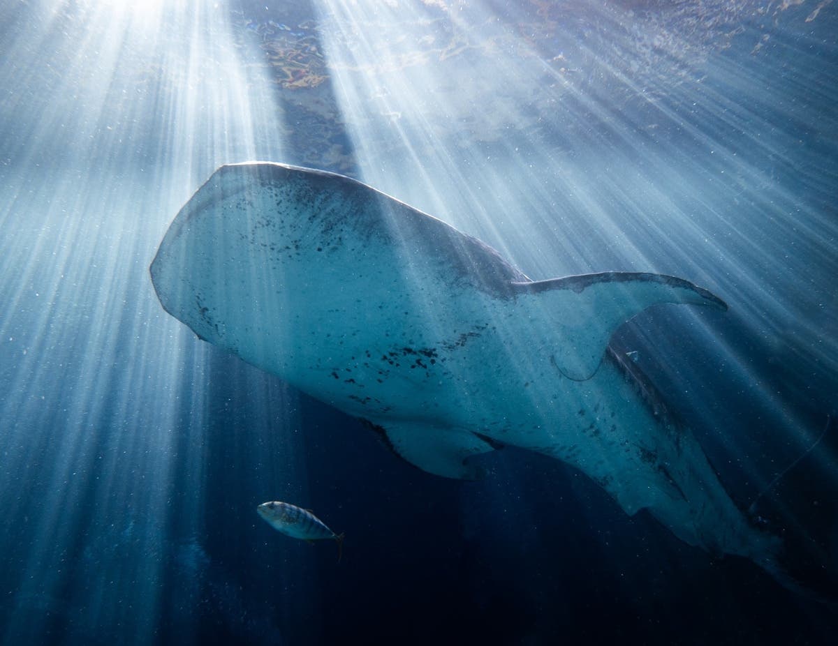 1200x926 Alice, The 'Larger Than Life' Georgia Aquarium Whale Shark, Dies. Atlanta, GA Patch