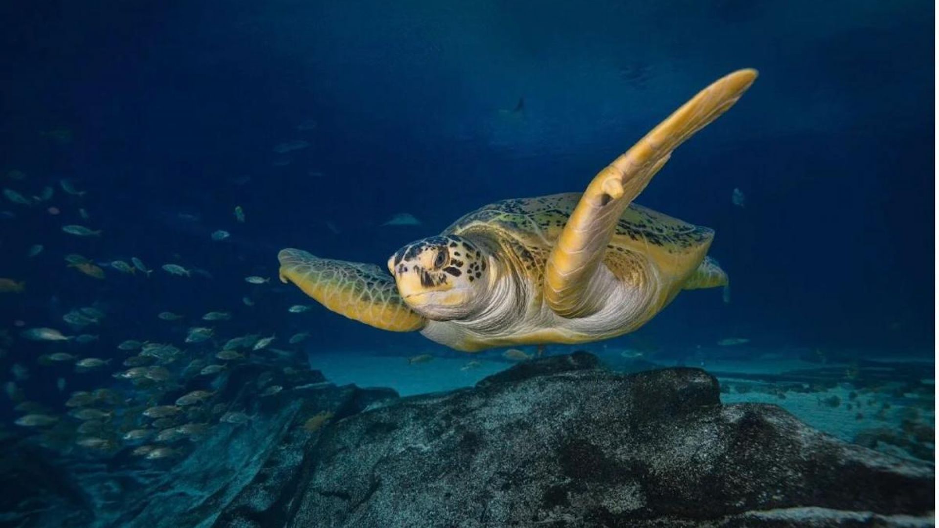 1920x1080 Anytime Admission to the Georgia Aquarium
