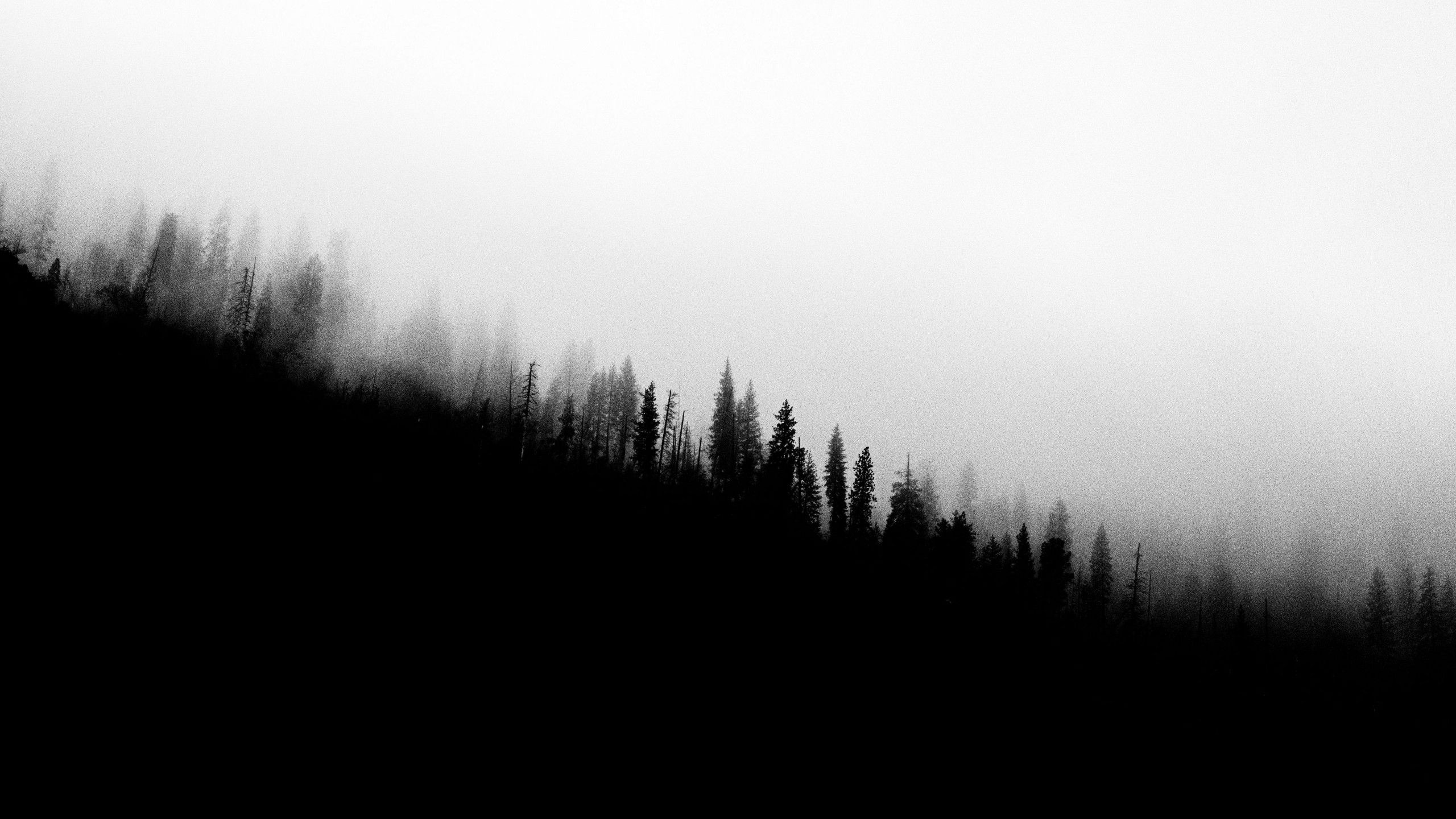 2560x1440 Forest Slope Silhouettes Trees Black And White 4K HD Black And White Wallpaper