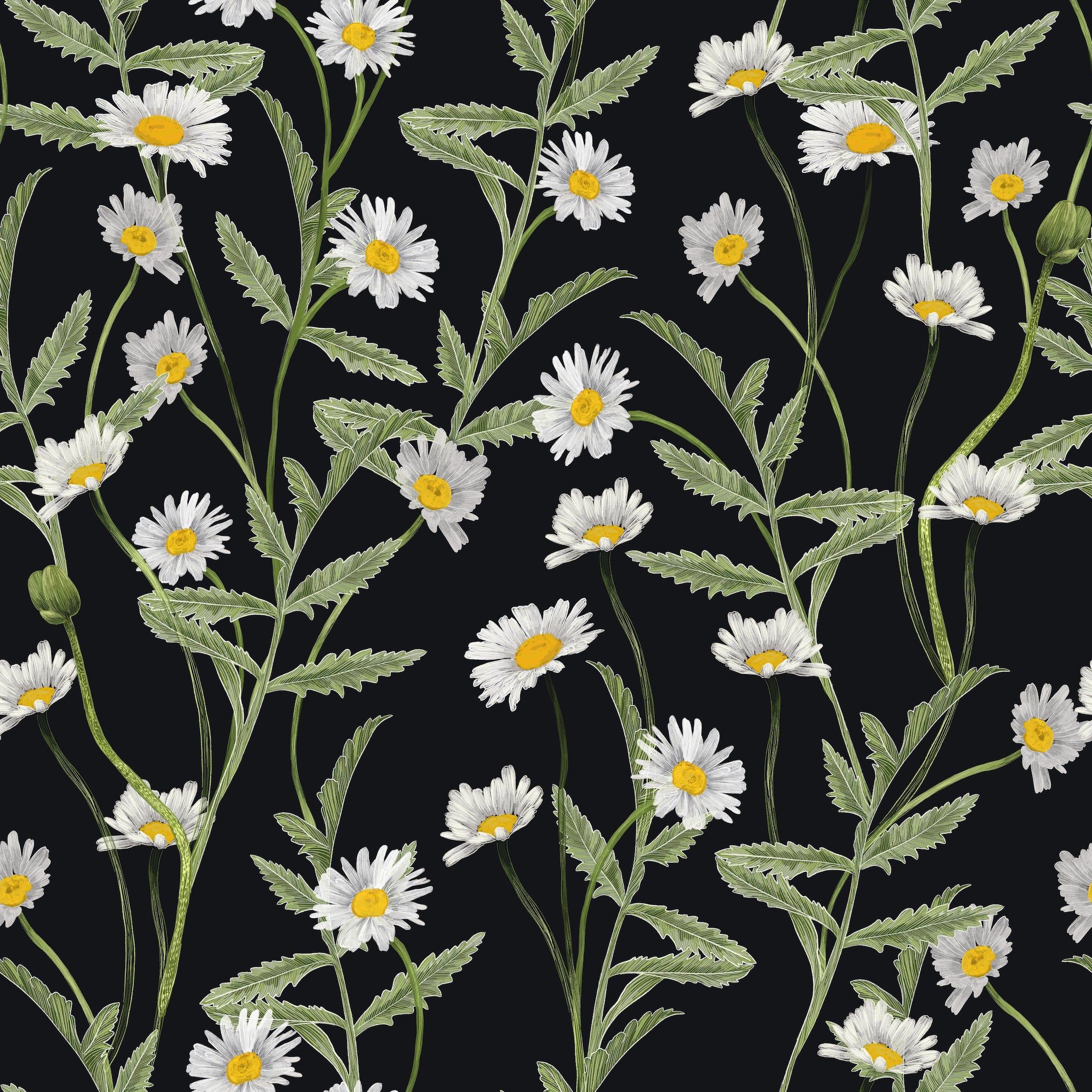 2048x2048 Black Wallpaper With White Daisy Flowers On The Vine, Renter Friendly