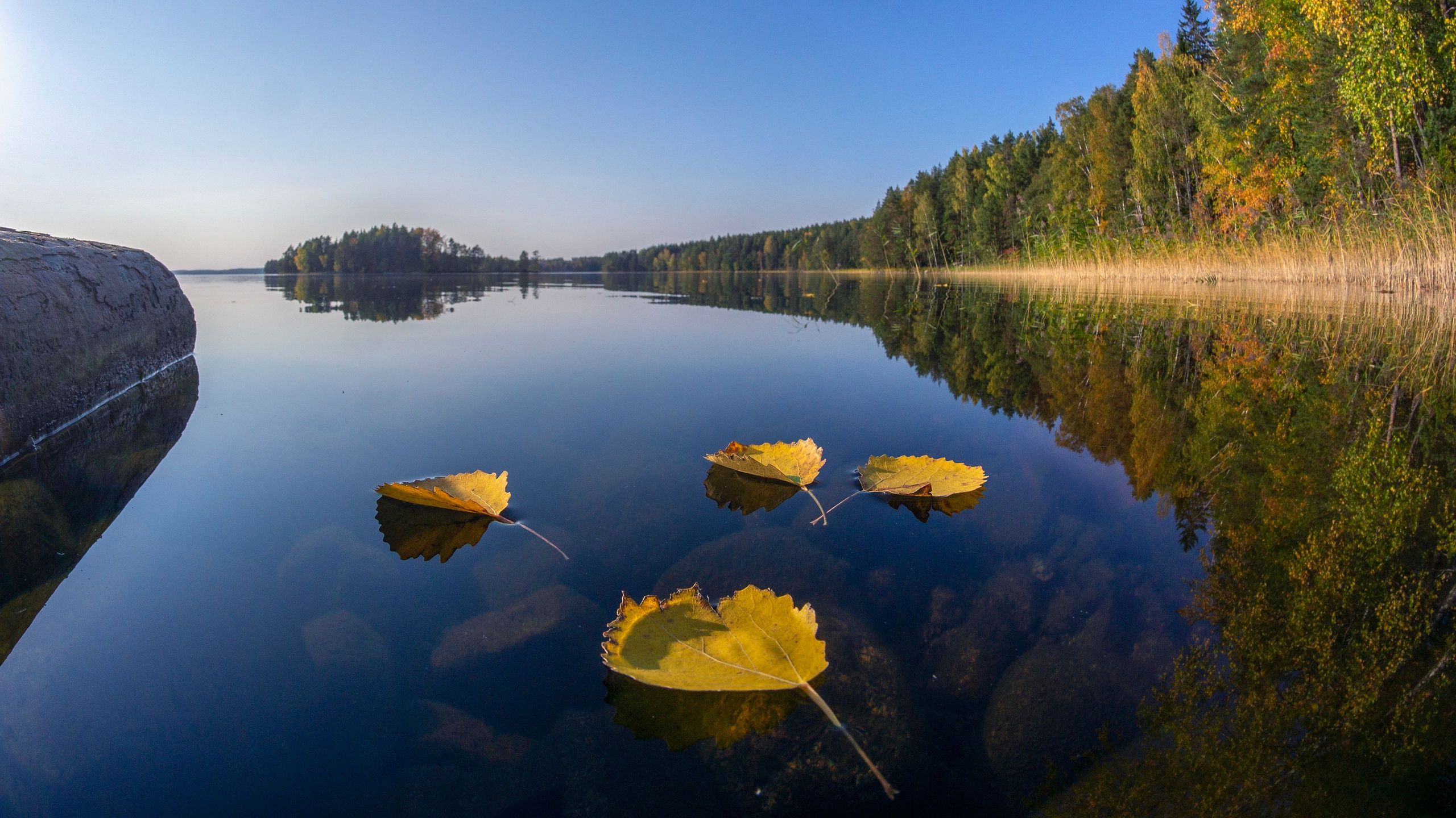 2560x1440 Wallpaper autumn, forest, leaves, lake, reflection, Finland, Finland, Lake Cariari for mobile and desktop, section пейзажи, resolution 2560x1440