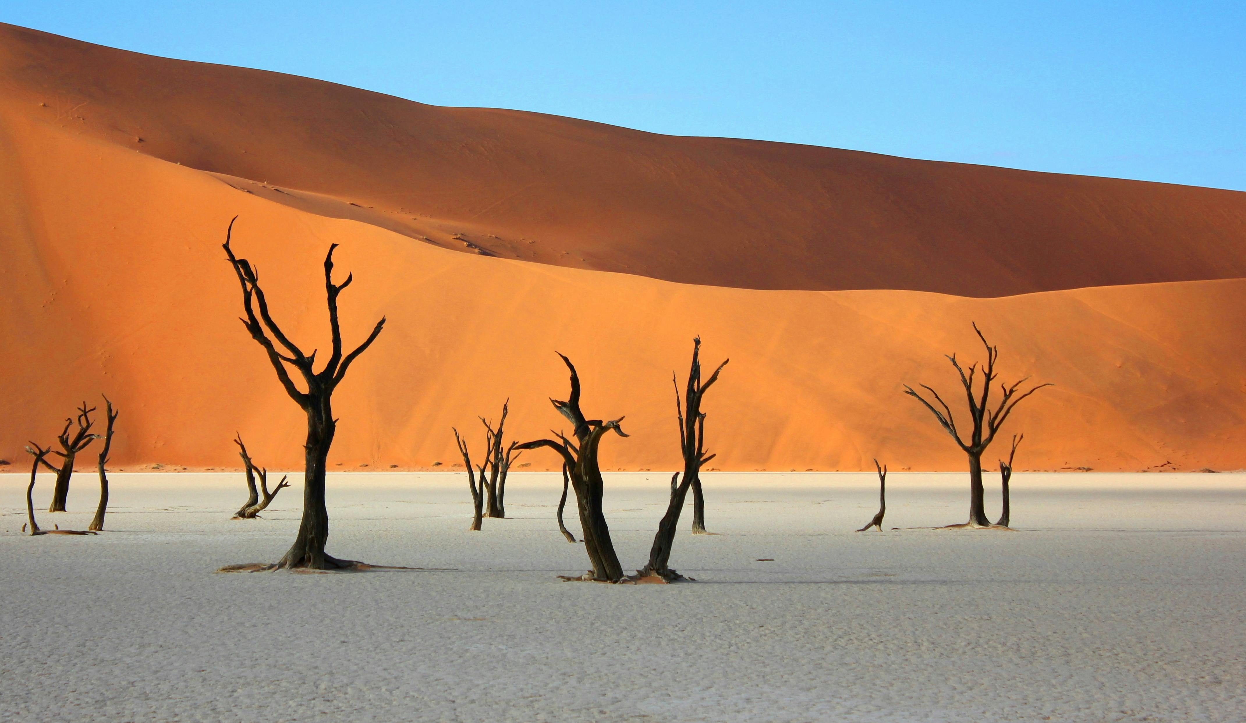 4281x2485 Bare Trees in Desert · Free
