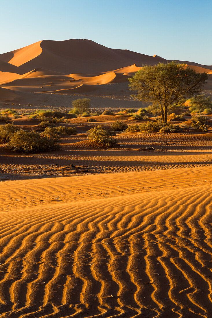 733x1100 Africa, Namibia, Namib Desert