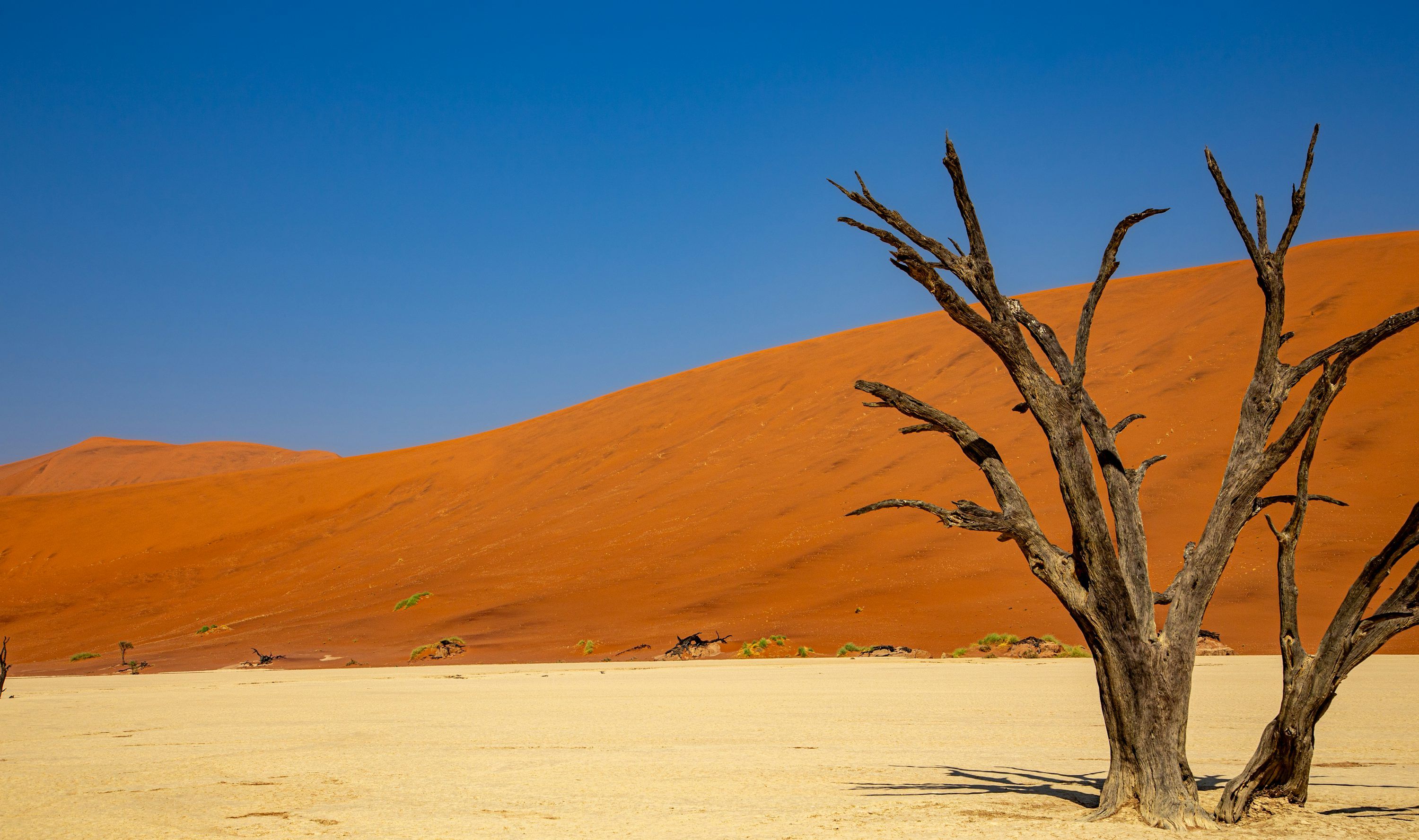 3000x1777 A lone tree in the middle of a desert photo