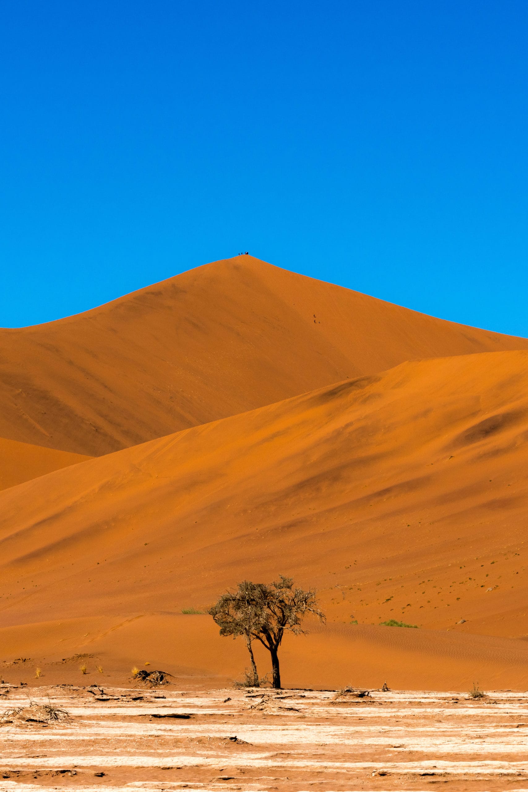 1707x2560 Unique Things To Do in Namibia on Safari