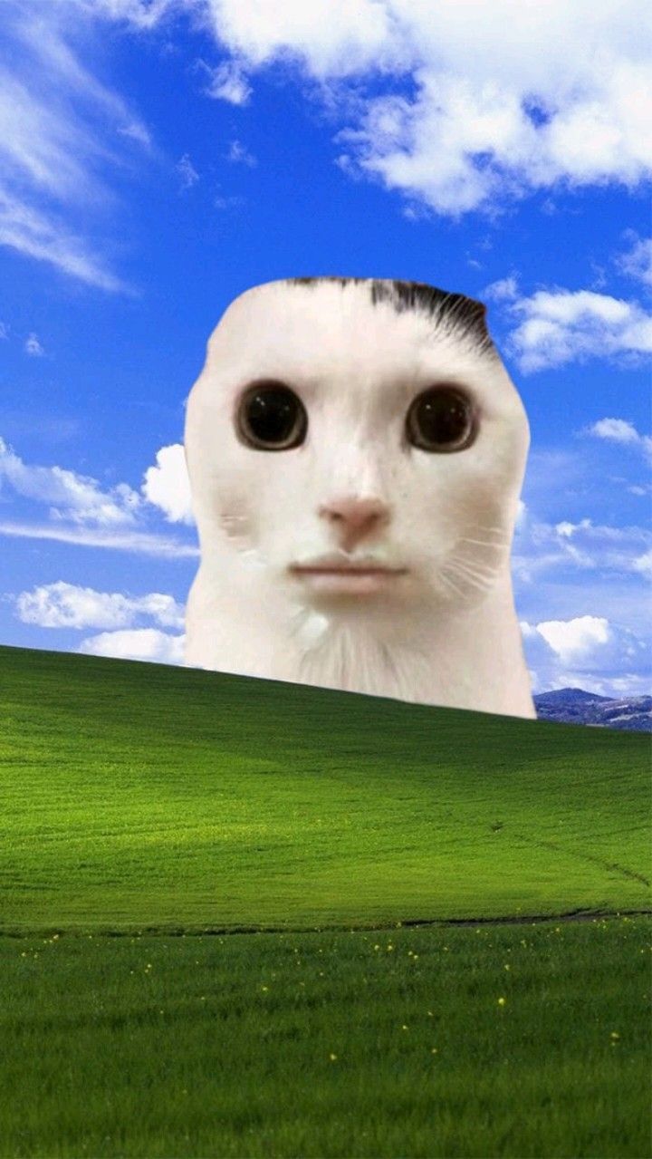 720x1279 Sigma kedi