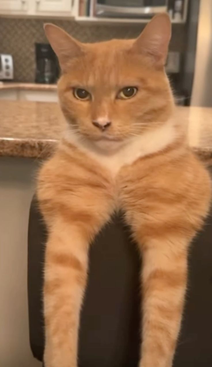 736x1270 Sigma cat