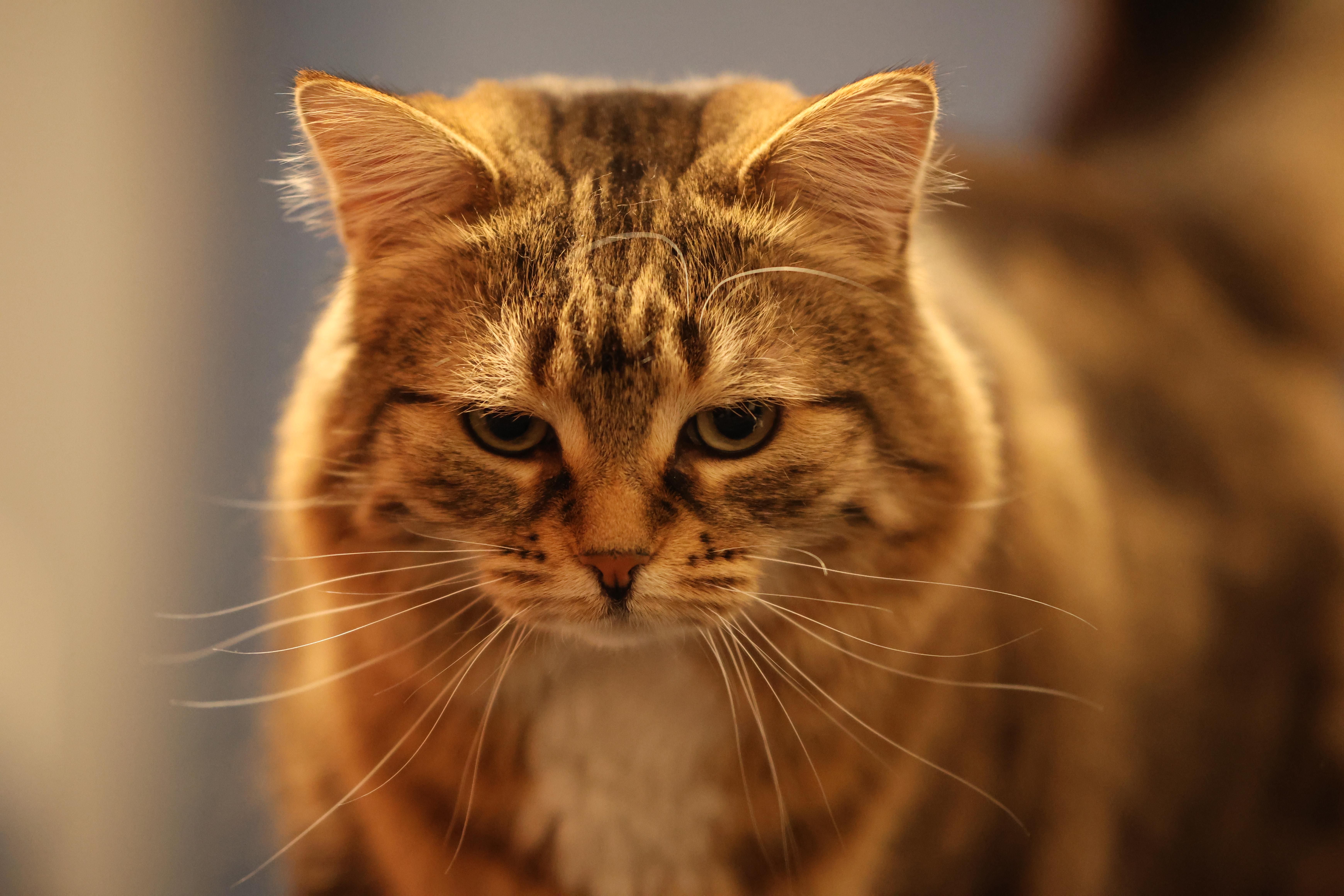 6960x4640 Why Does Nobody Talks About The Sigma 50 100 F1.8 On APS C Mirrorless?
