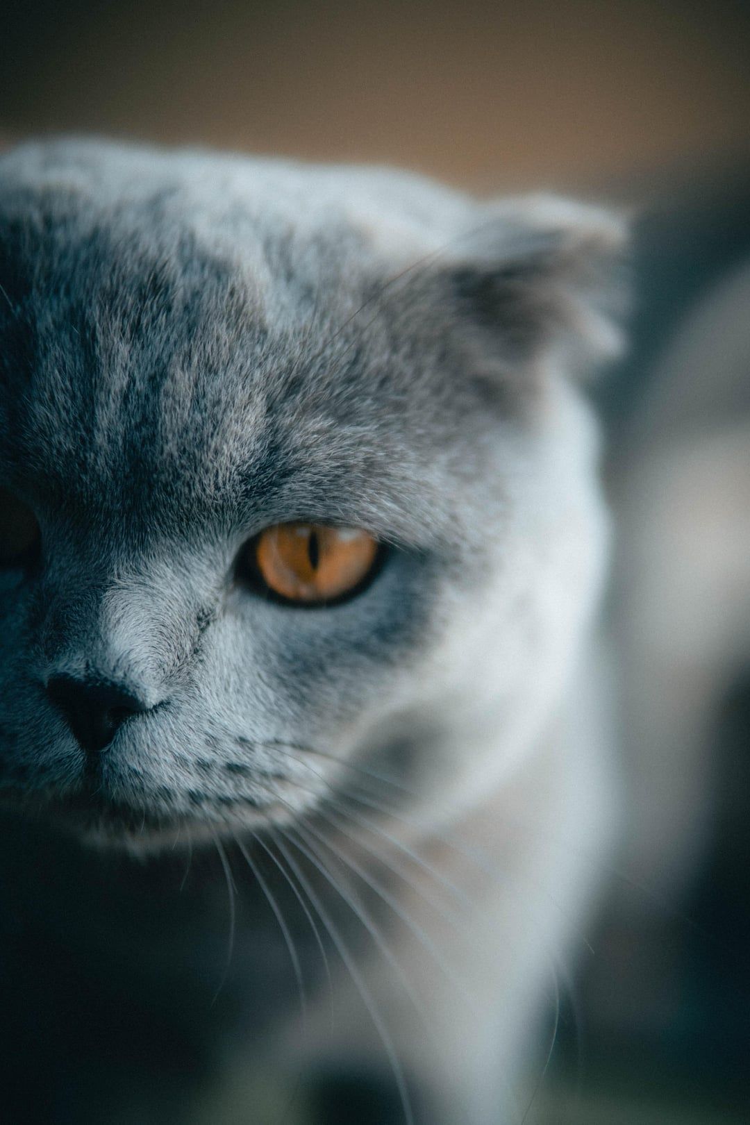 1080x1620 My cat (Metheora). My first shot w/ Sony A6400 + Sigma 30mm 1.4