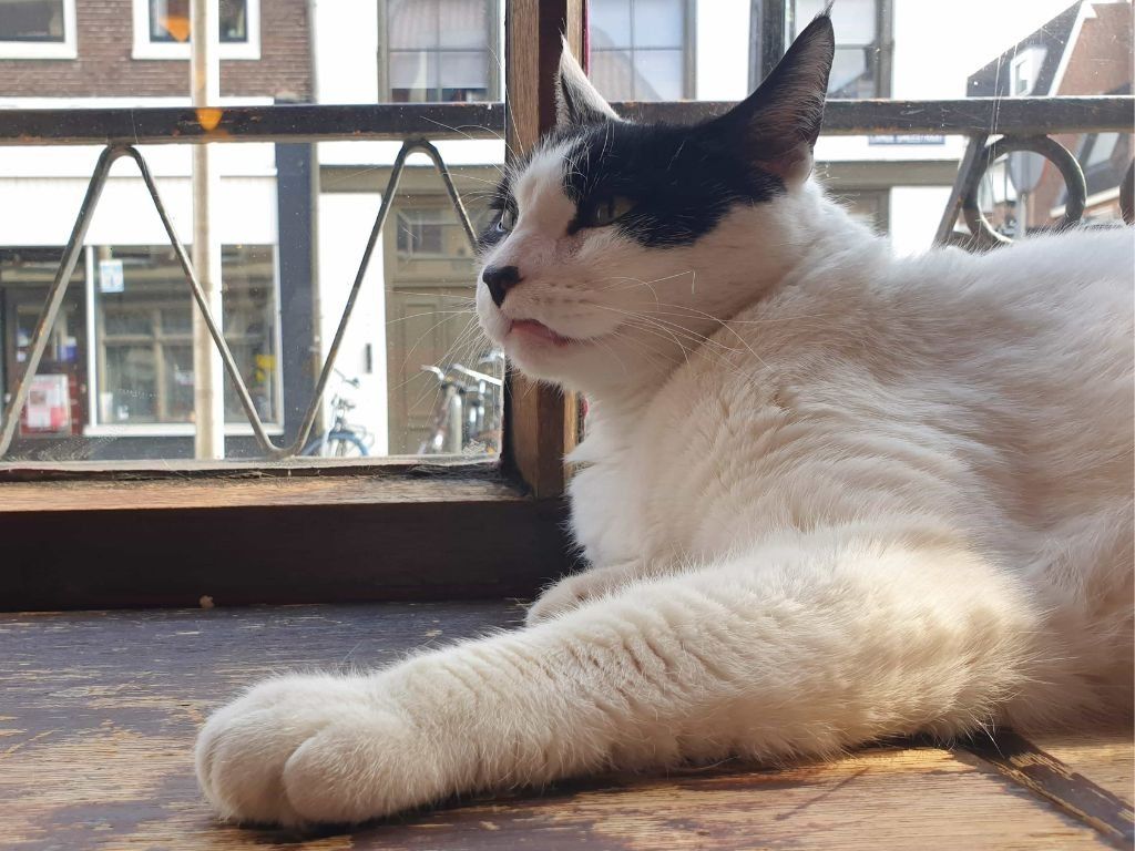 1024x768 Cat Spotting Around the World: Travel Moments for International Cat Day