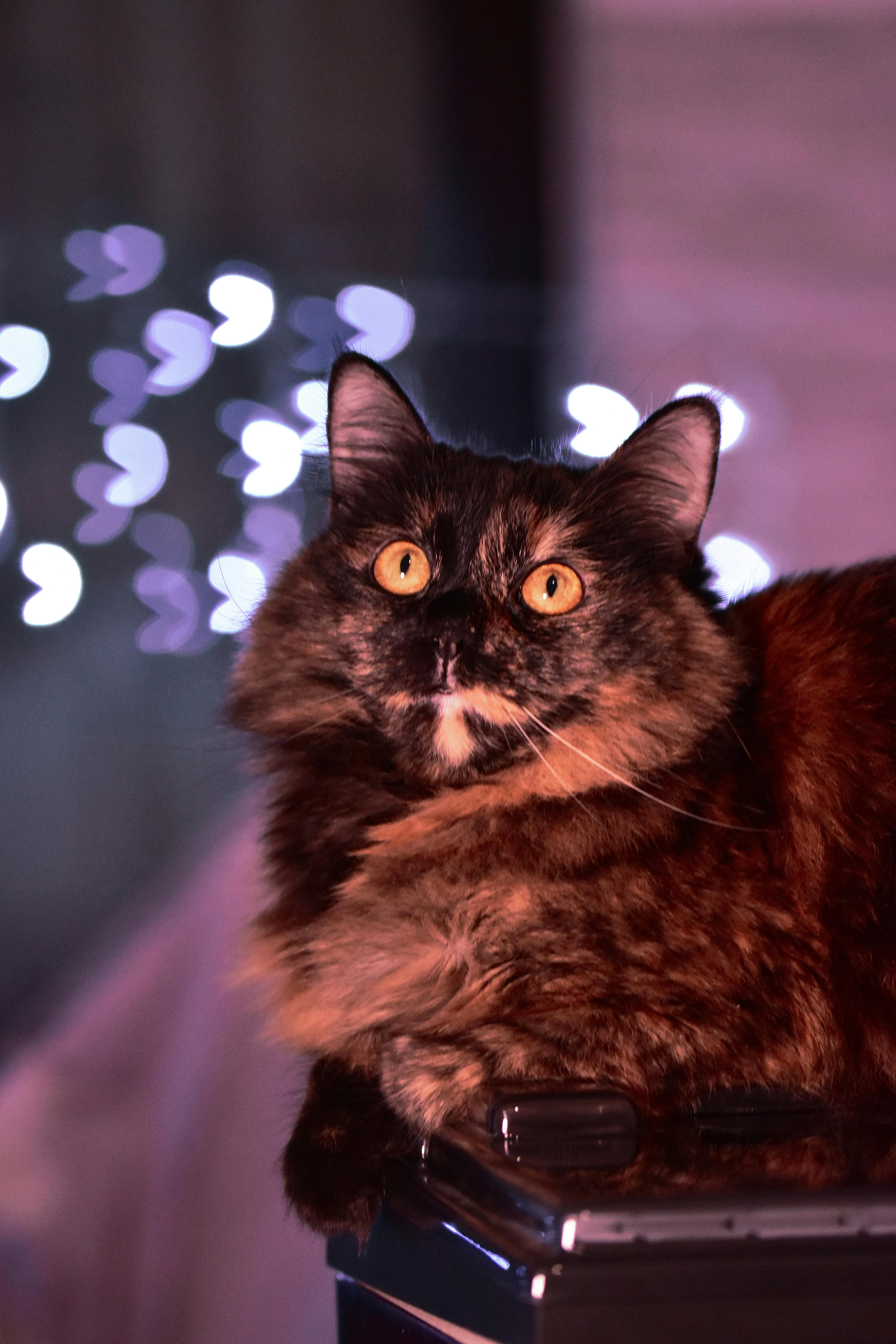 3951x5926 Close Up Photography Of A Pet Cat · Free