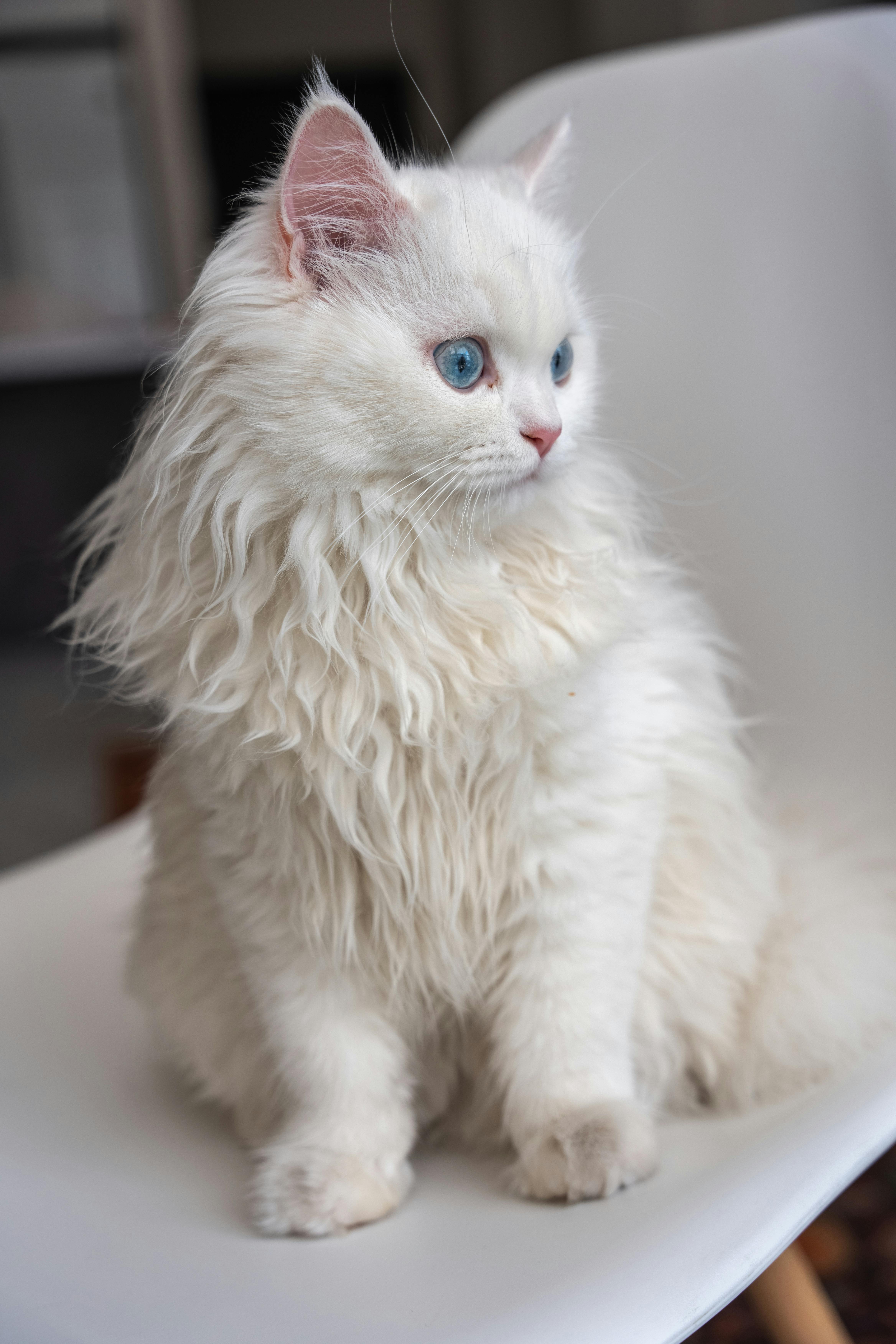 4672x7008 Elegant White Persian Cat Posing on Modern Chair · Free