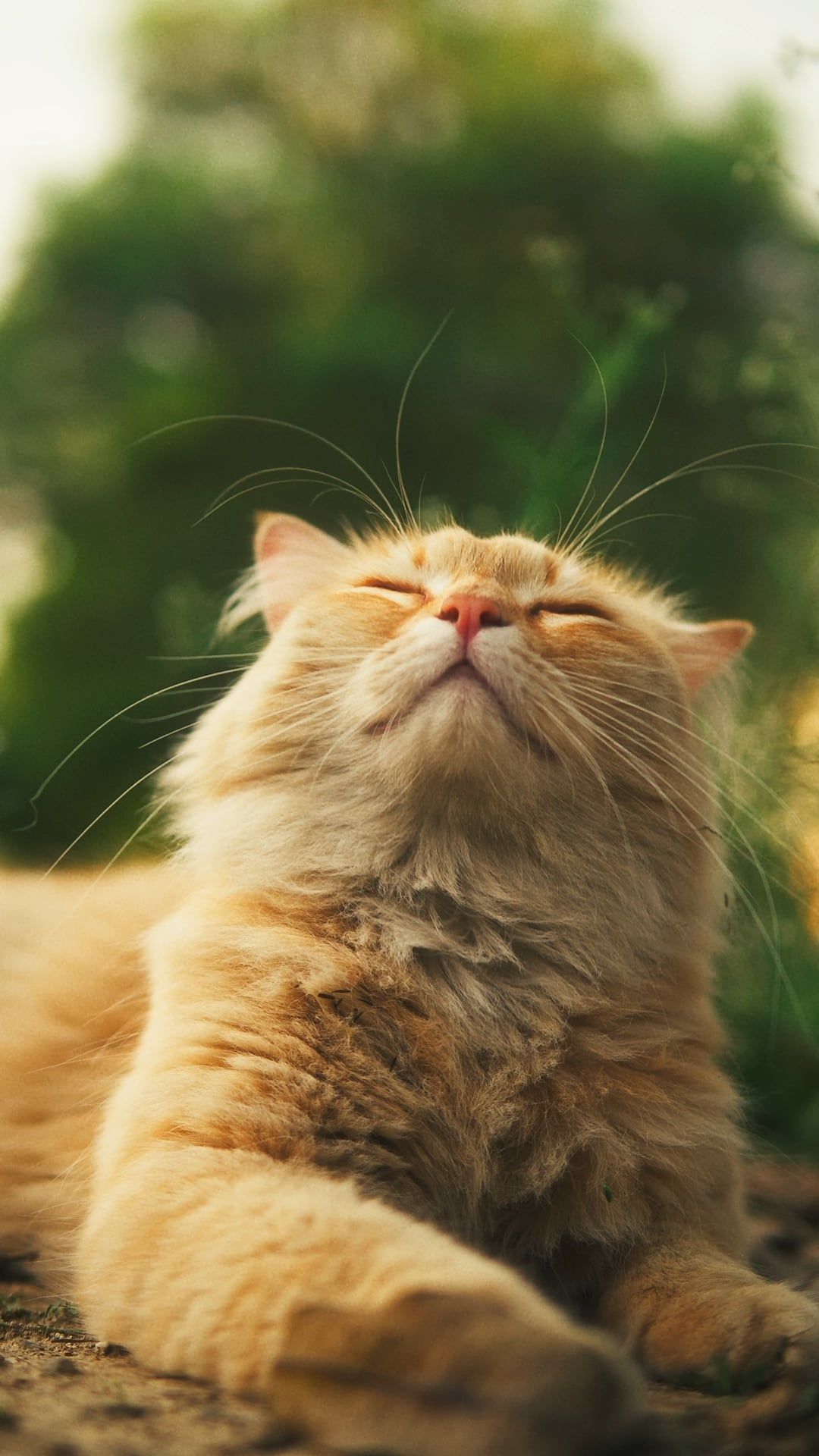 1080x1920 Cat enjoying the morning sun FX30 + Sigma 30mm f1.4