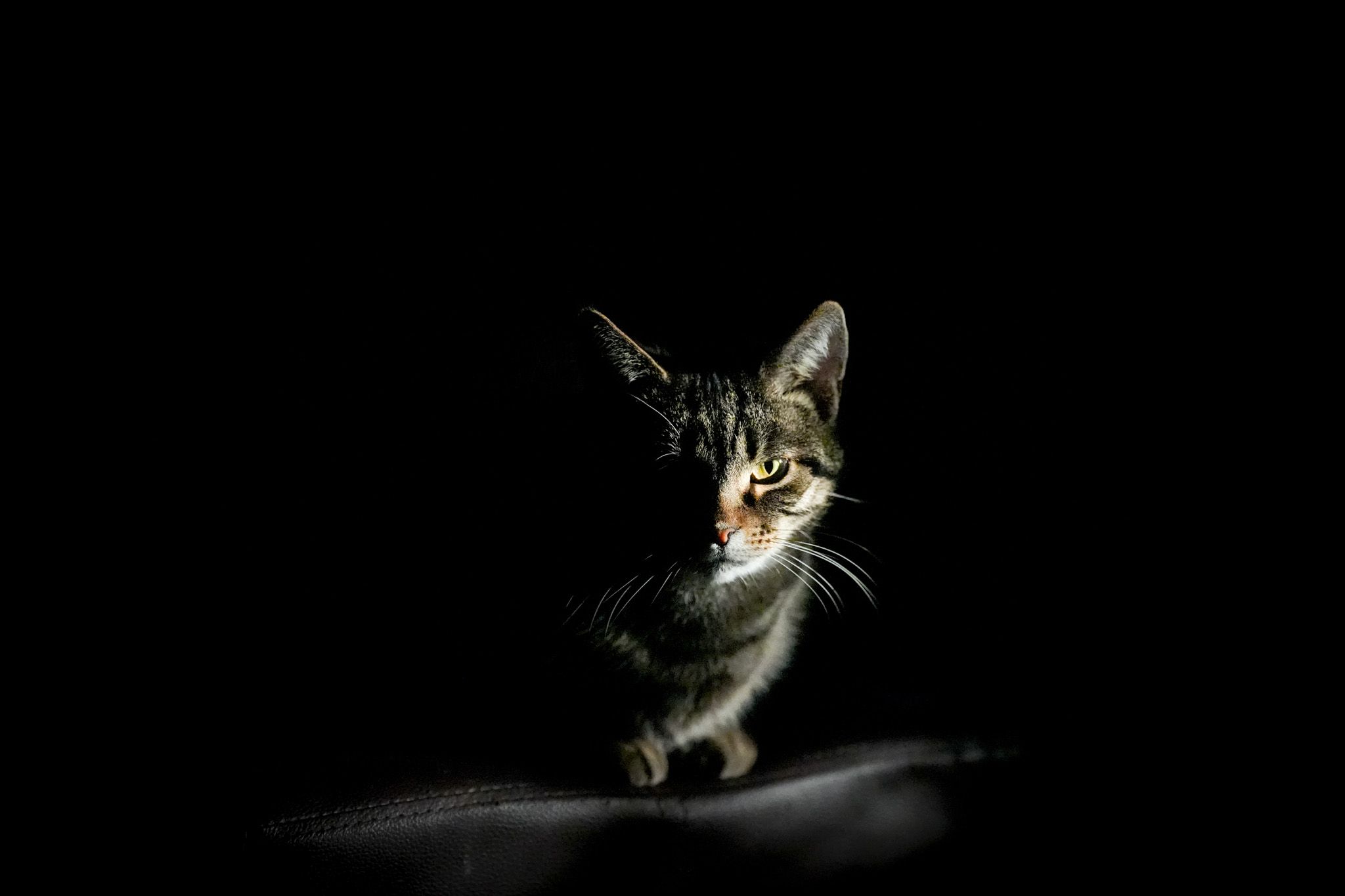 2048x1365 Photo Gallery: The Powerful Bokeh And Low Light Capability Of The Sigma 200mm F2 DG OS Sports Lens