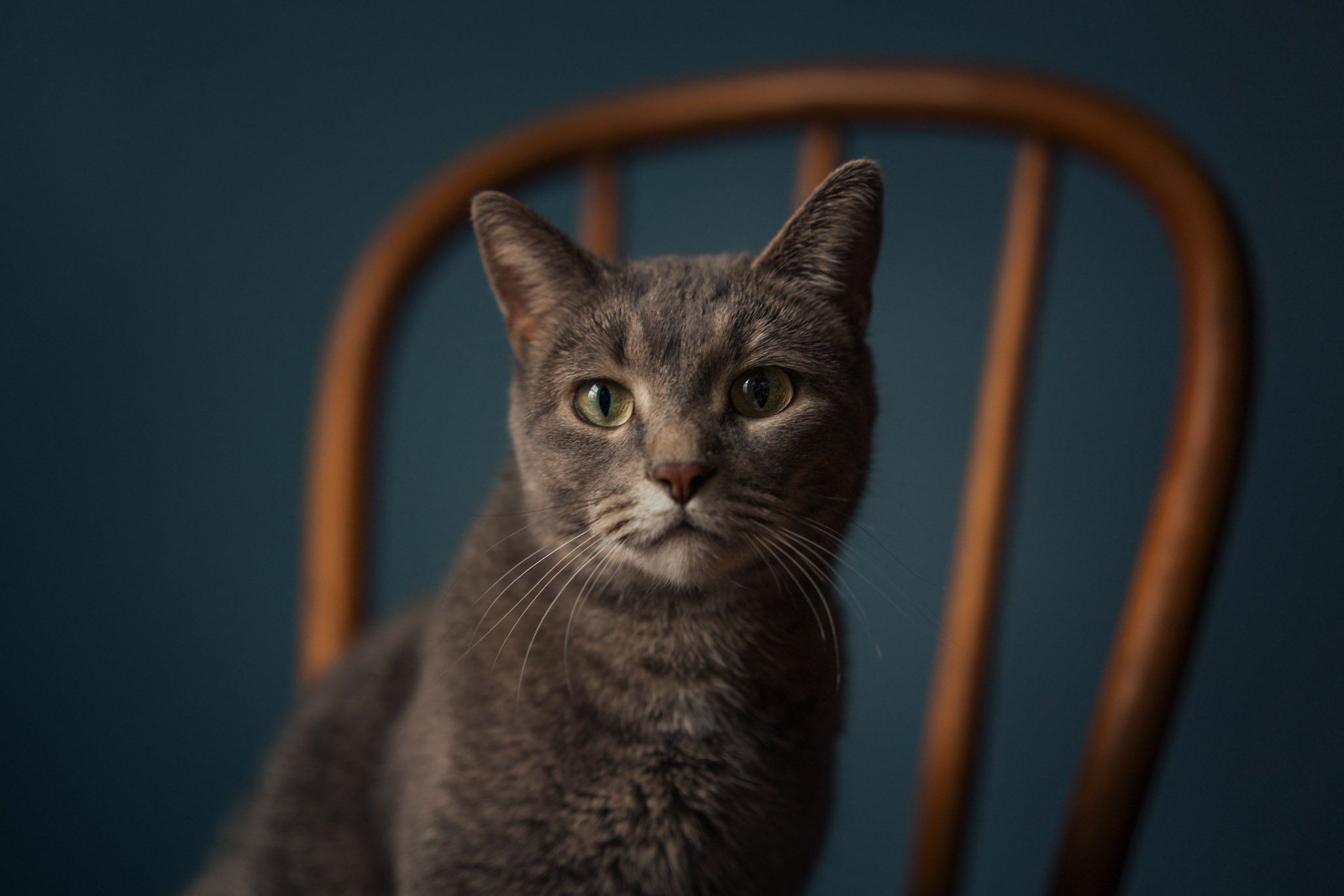 2048x1366 Bringing the Sigma BF Home: Everyday Photography with Style