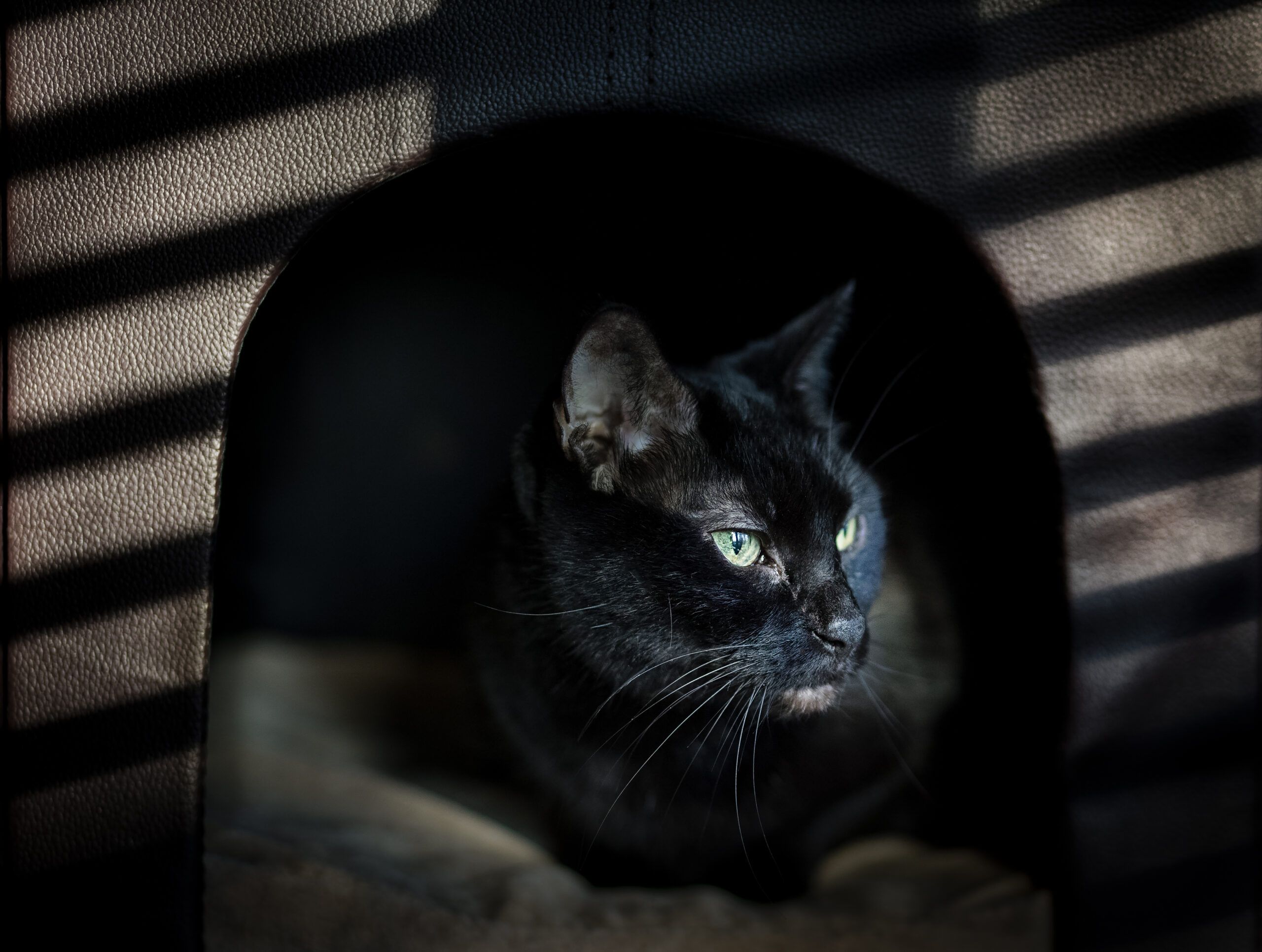2560x1932 SIGMA fp for Still Photography: First Impressions