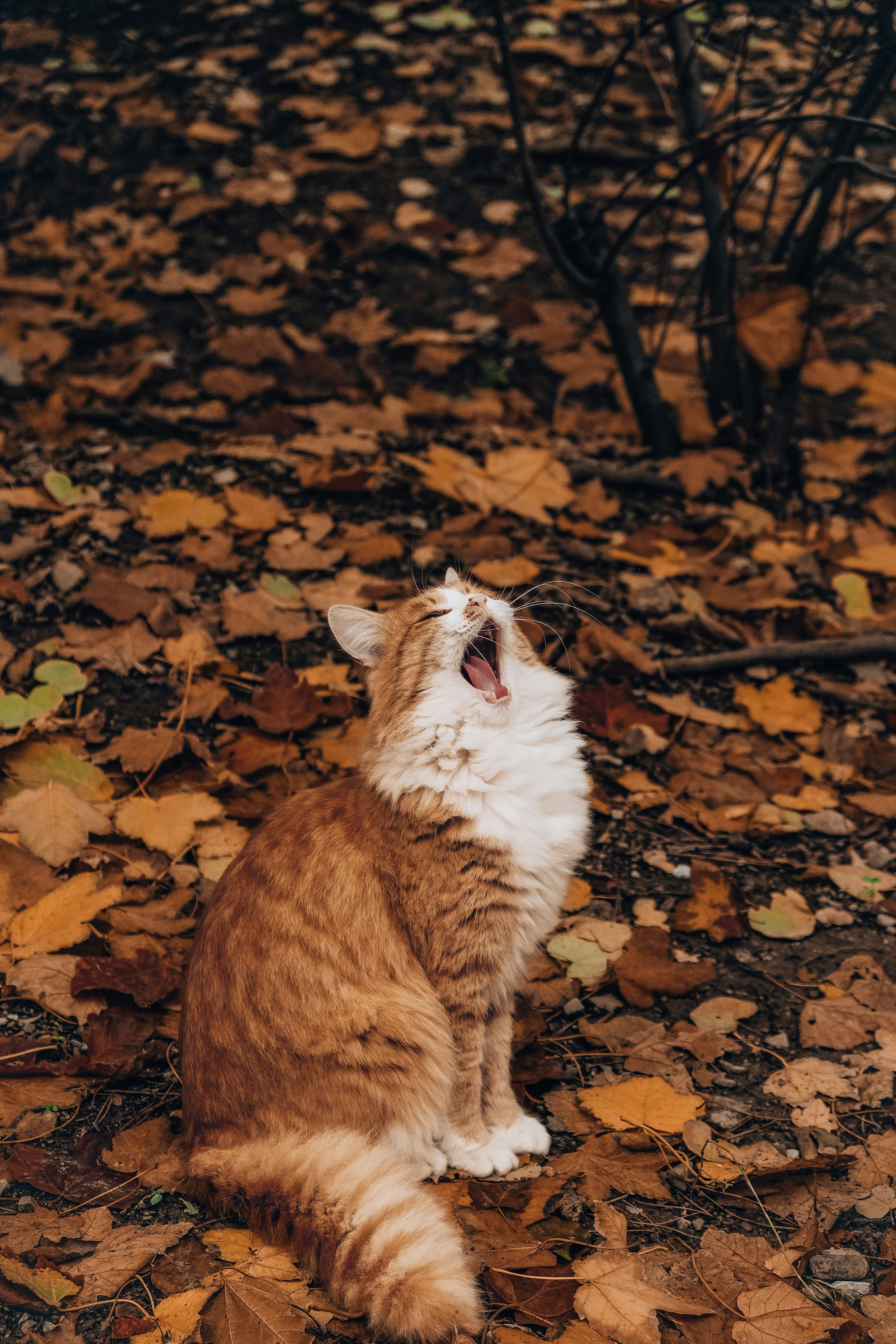3000x4500 Cat Wallpaper Picture Image