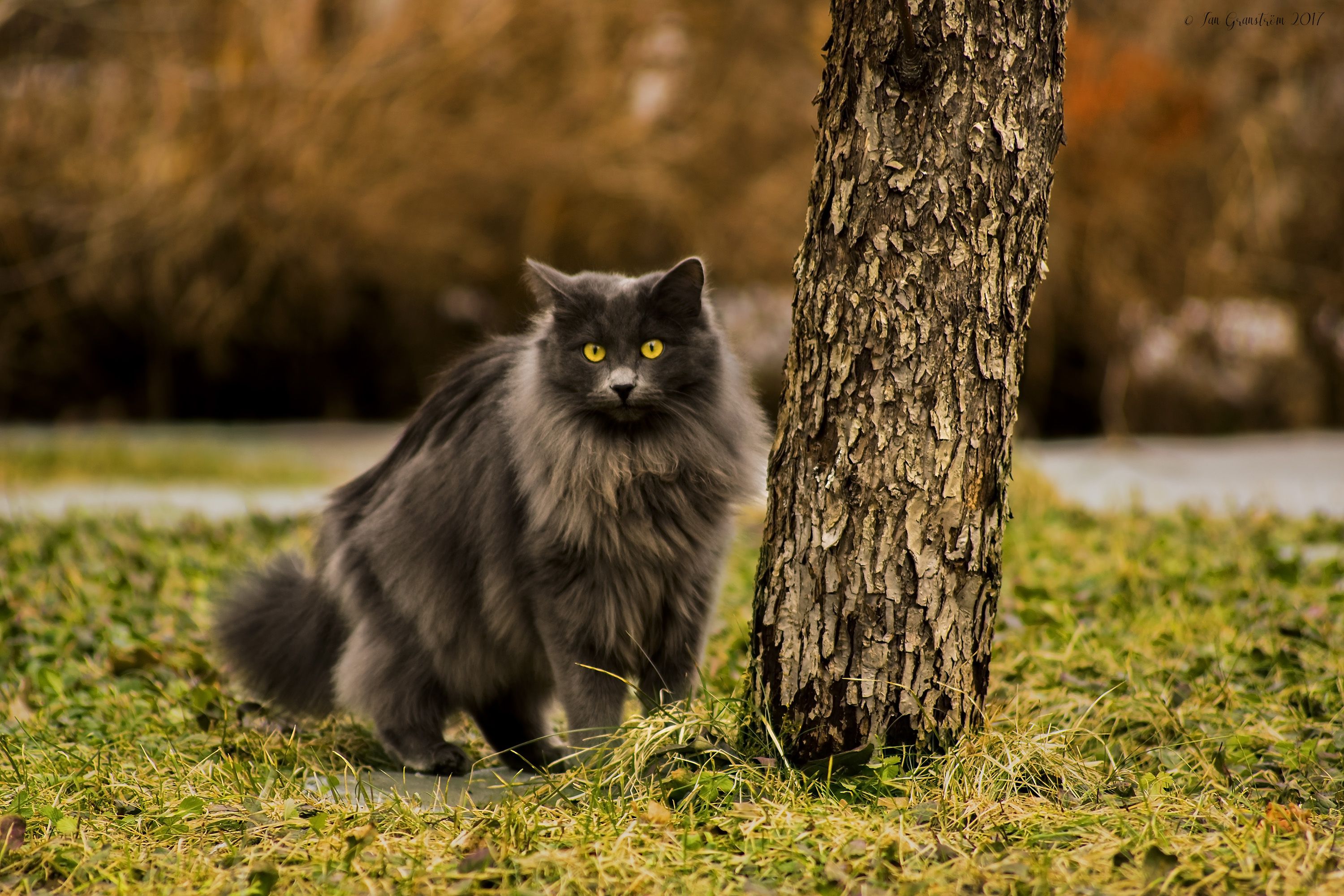 3000x2000 Black Cat Spring Wallpaper