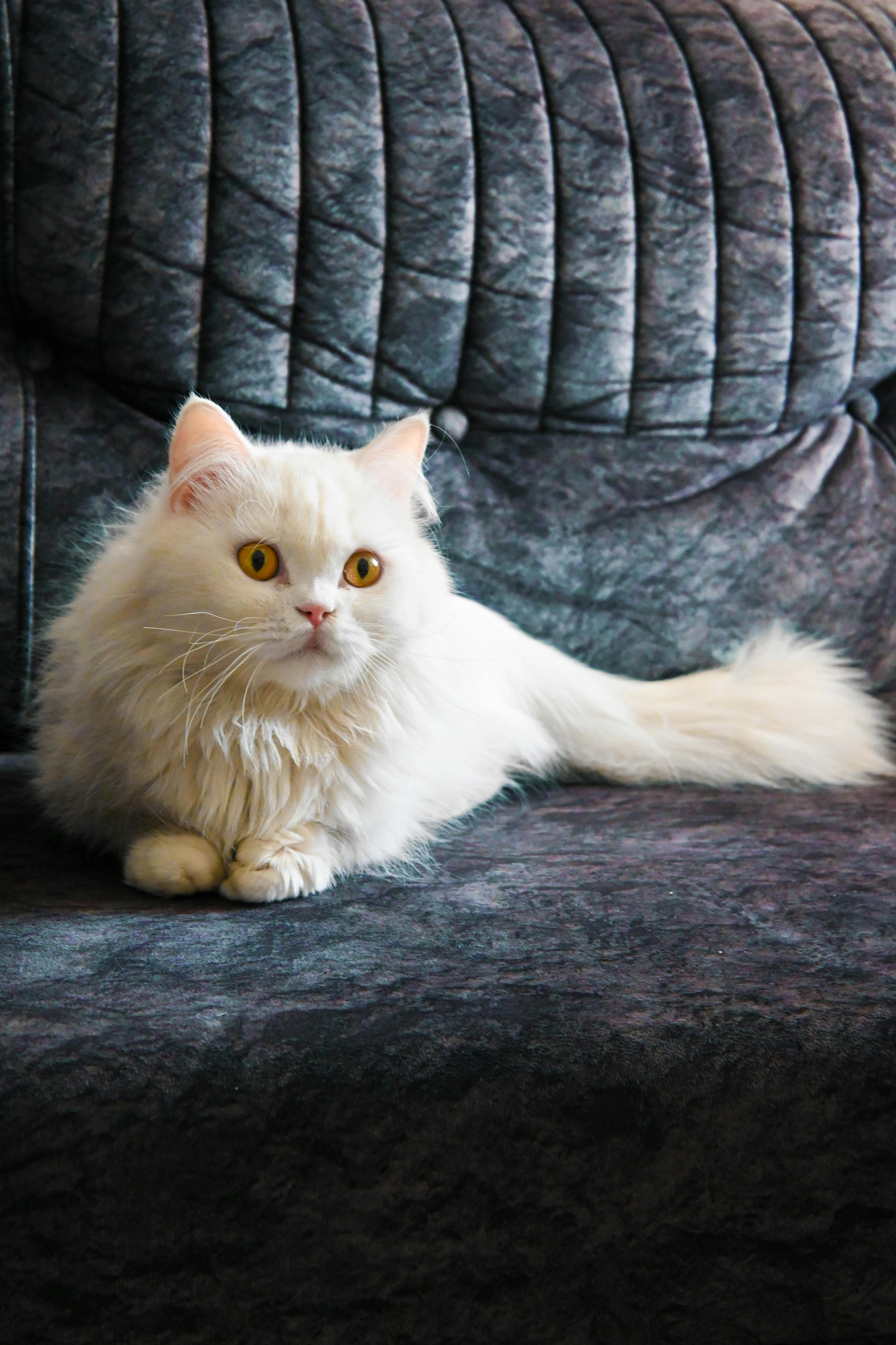 3443x5165 Elegant White Persian Cat Posing on Modern Chair · Free