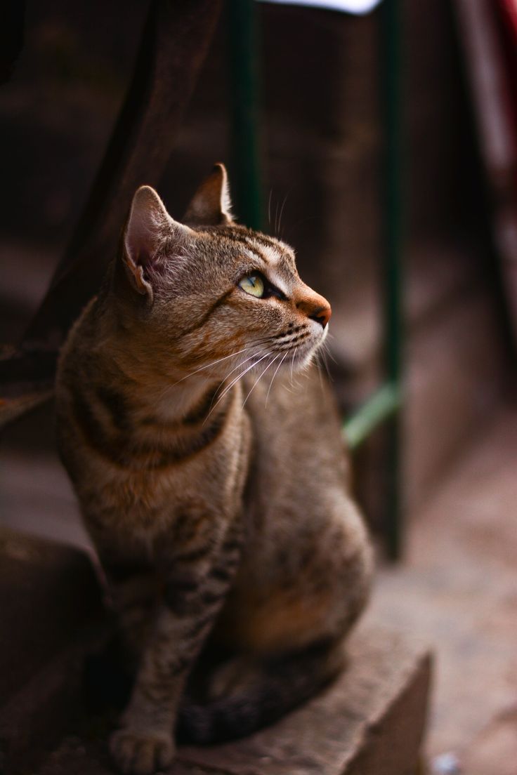 736x1104 [0] Cats - Soul Therapy ○. Cute cat wallpaper, Cute cat, Cats