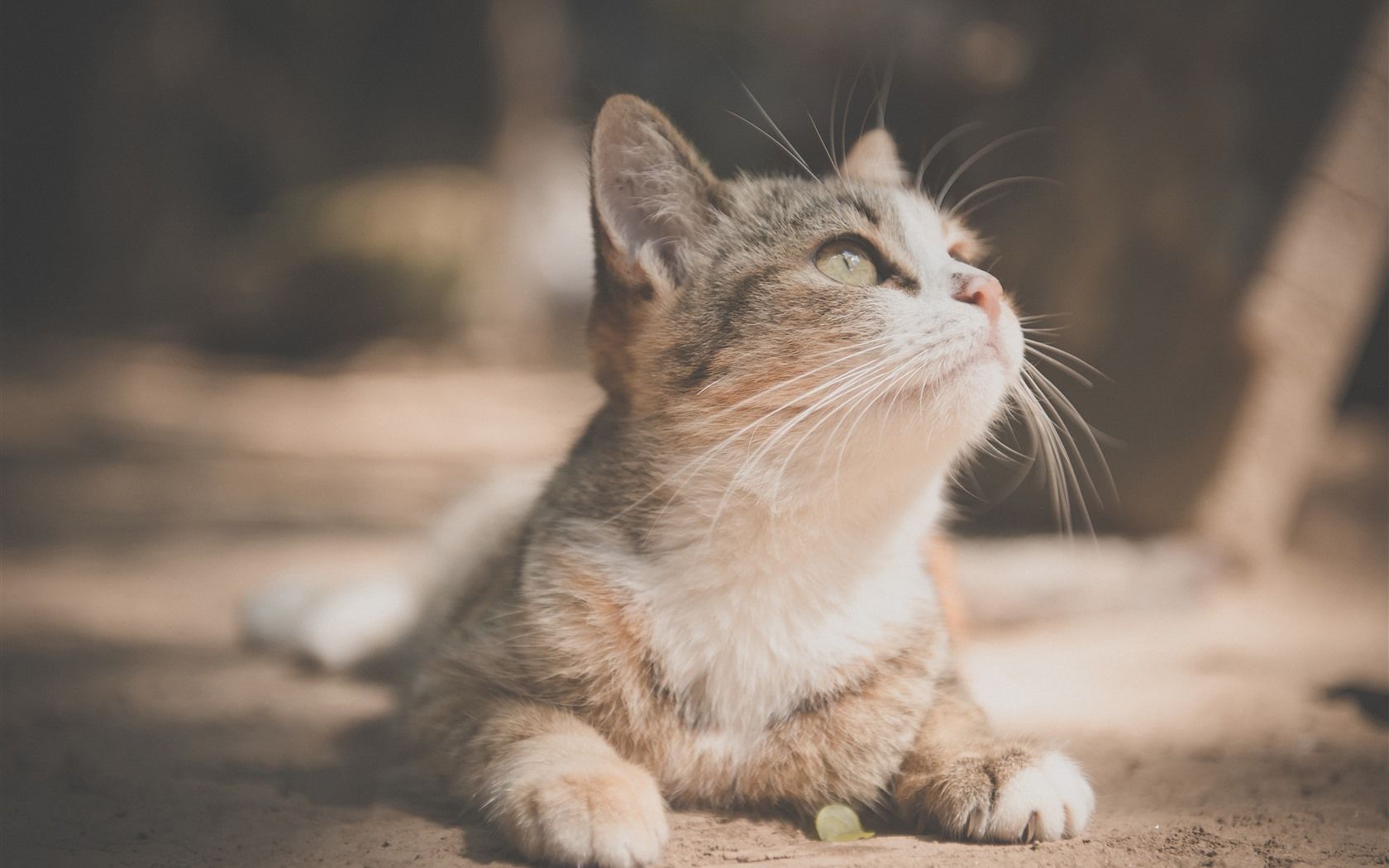 1680x1050 Wallpaper Cute kitten look up, pet 5120x2880 UHD 5K Picture, Image