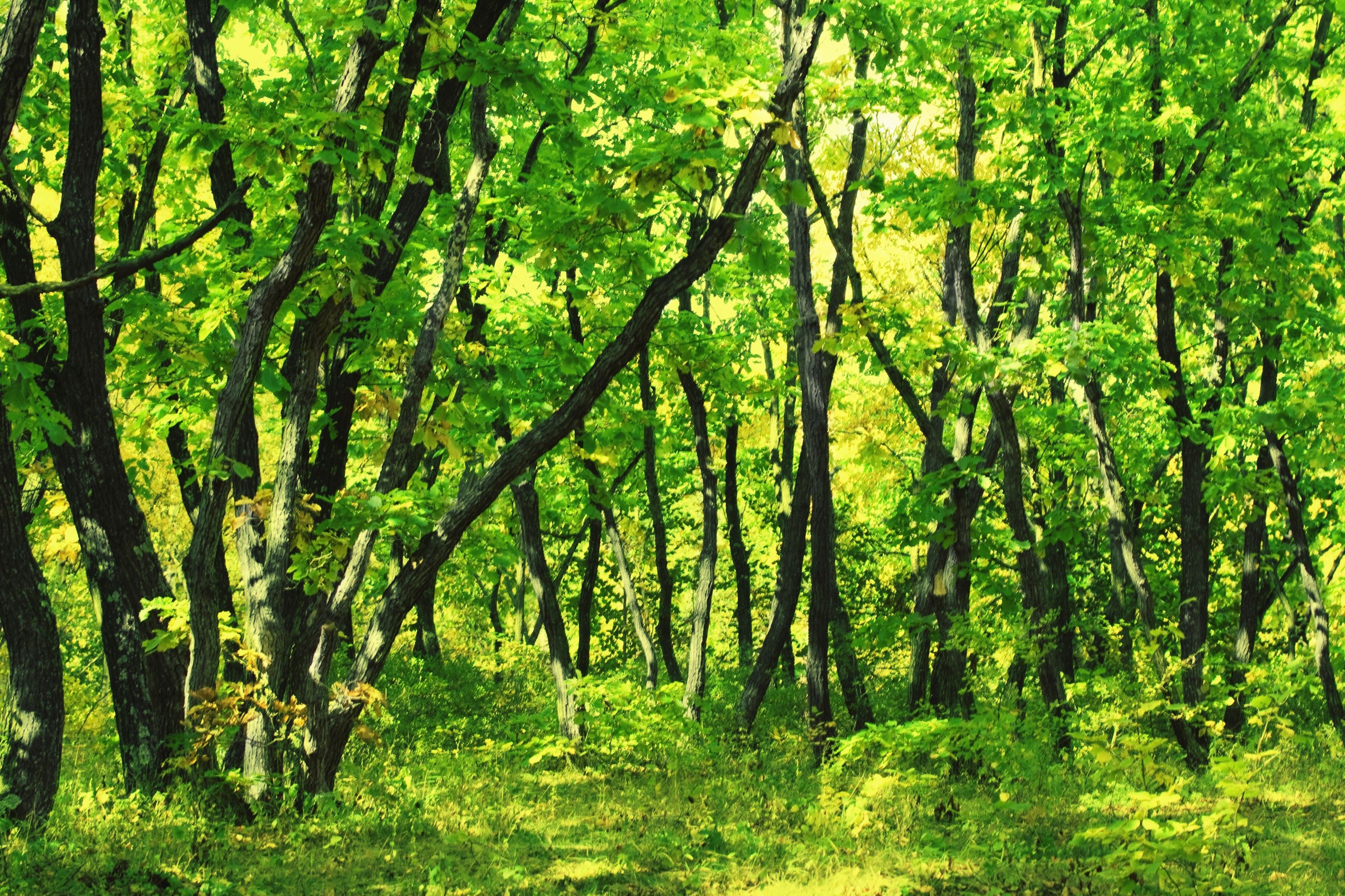 3200x2133 Oak Tree Thicket Wall Mural